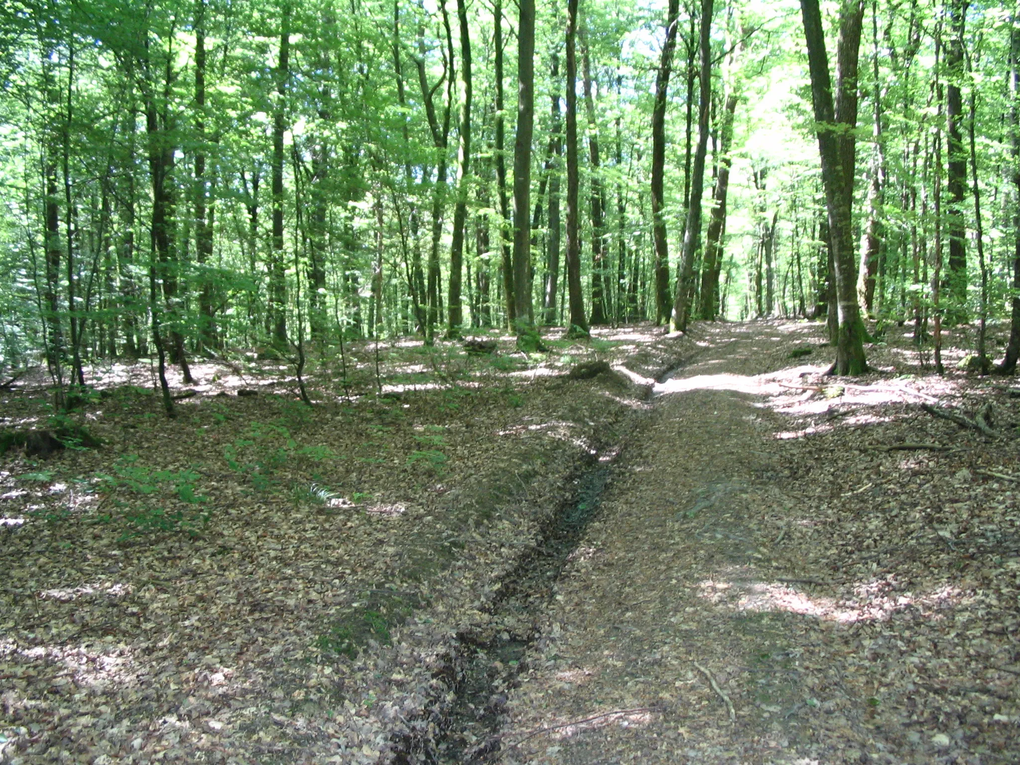 Photo showing: Bois de La Neuvelle