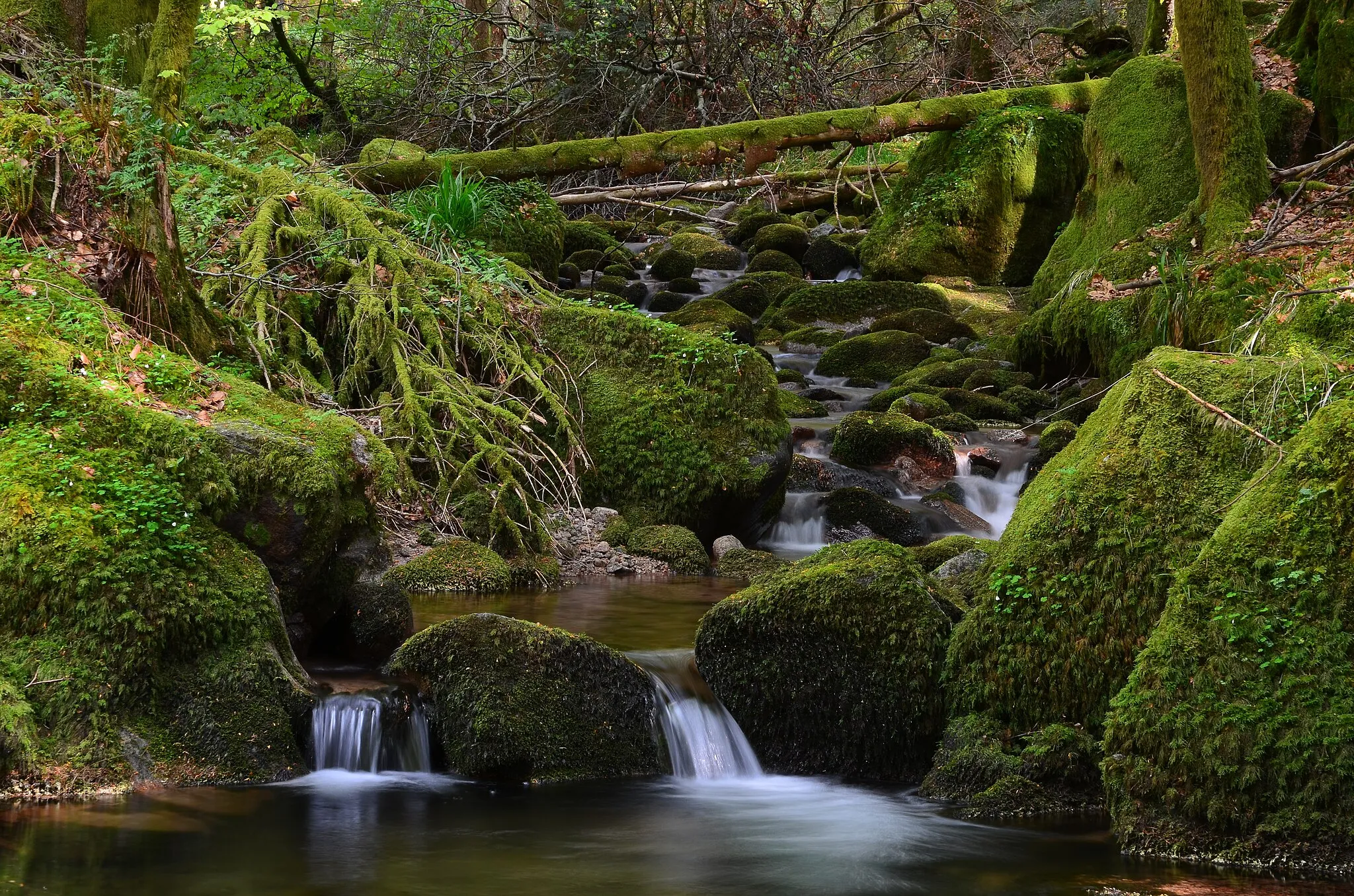 Photo showing: La Doue de l'Eau entre la maison forestière de la Verrerie et Miellin