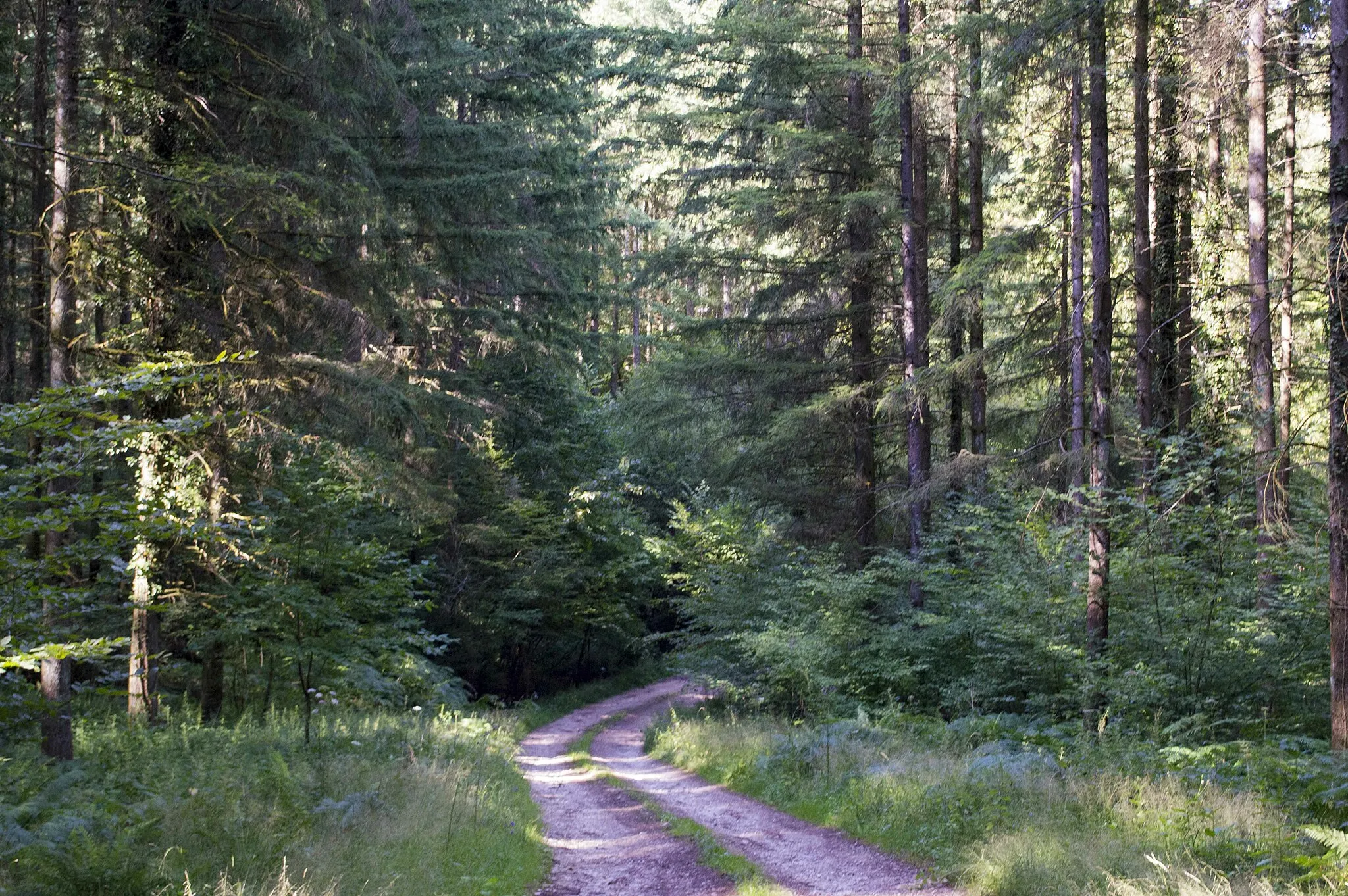 Photo showing: Chemin dans le bois de la Marquise à Montboillon.