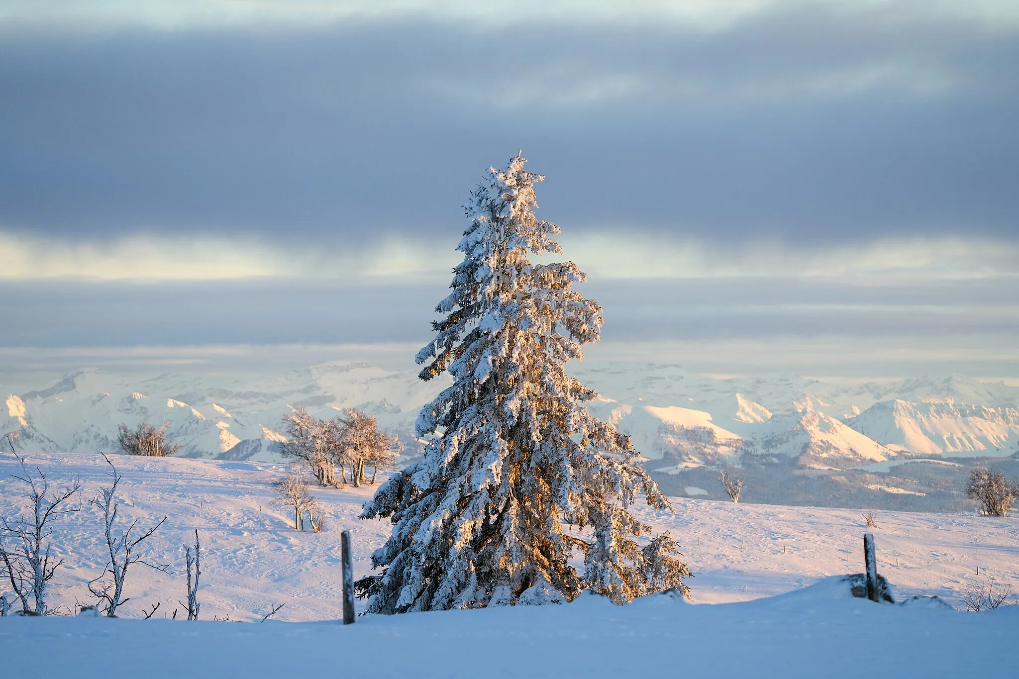 Photo showing: Snow Tree and Swiss Alps at Creux du Van during golden hour