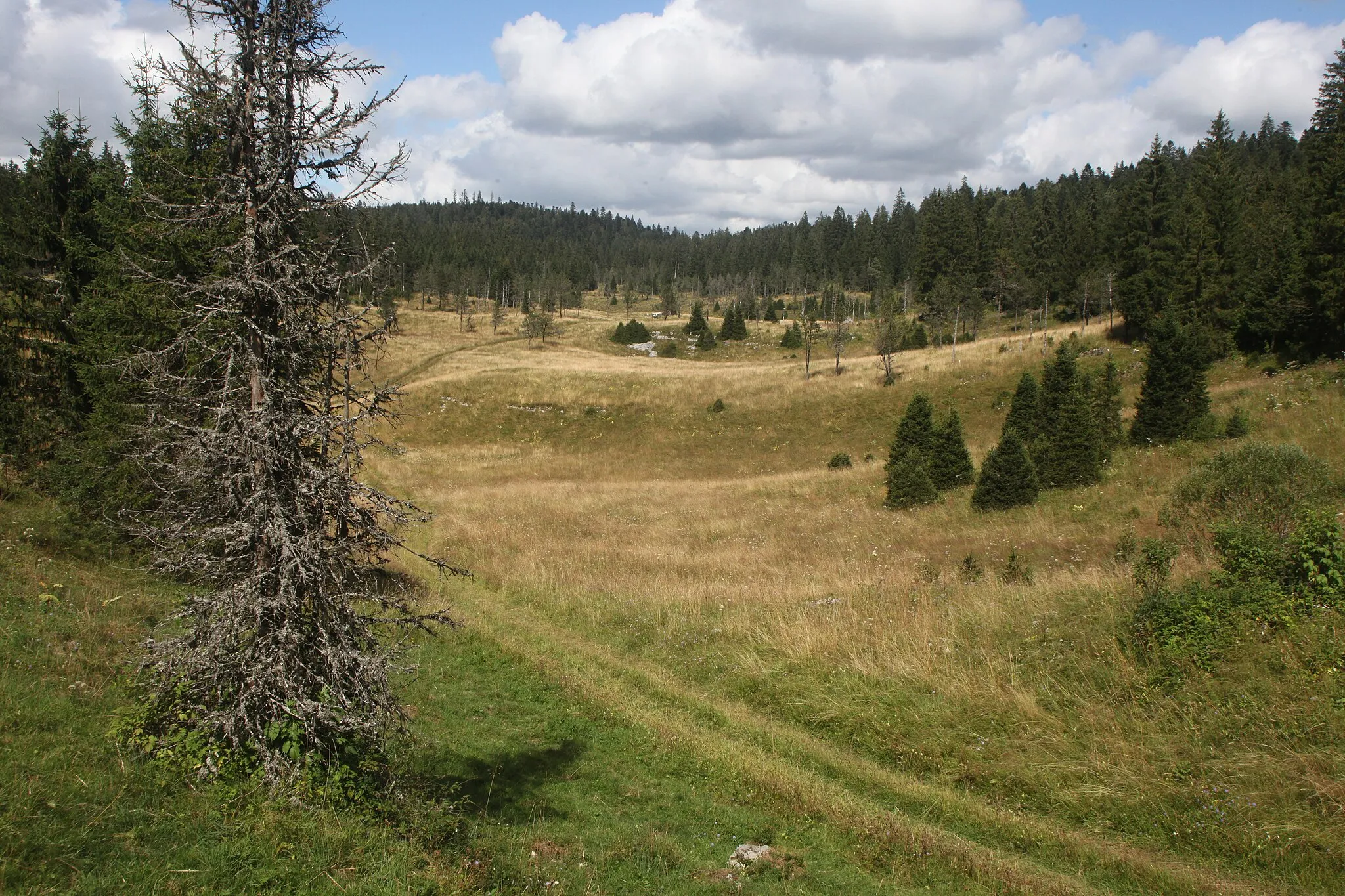 Photo showing: Vue de Combe Noire, creux à froid dans la forêt de Mignovillard (Jura).