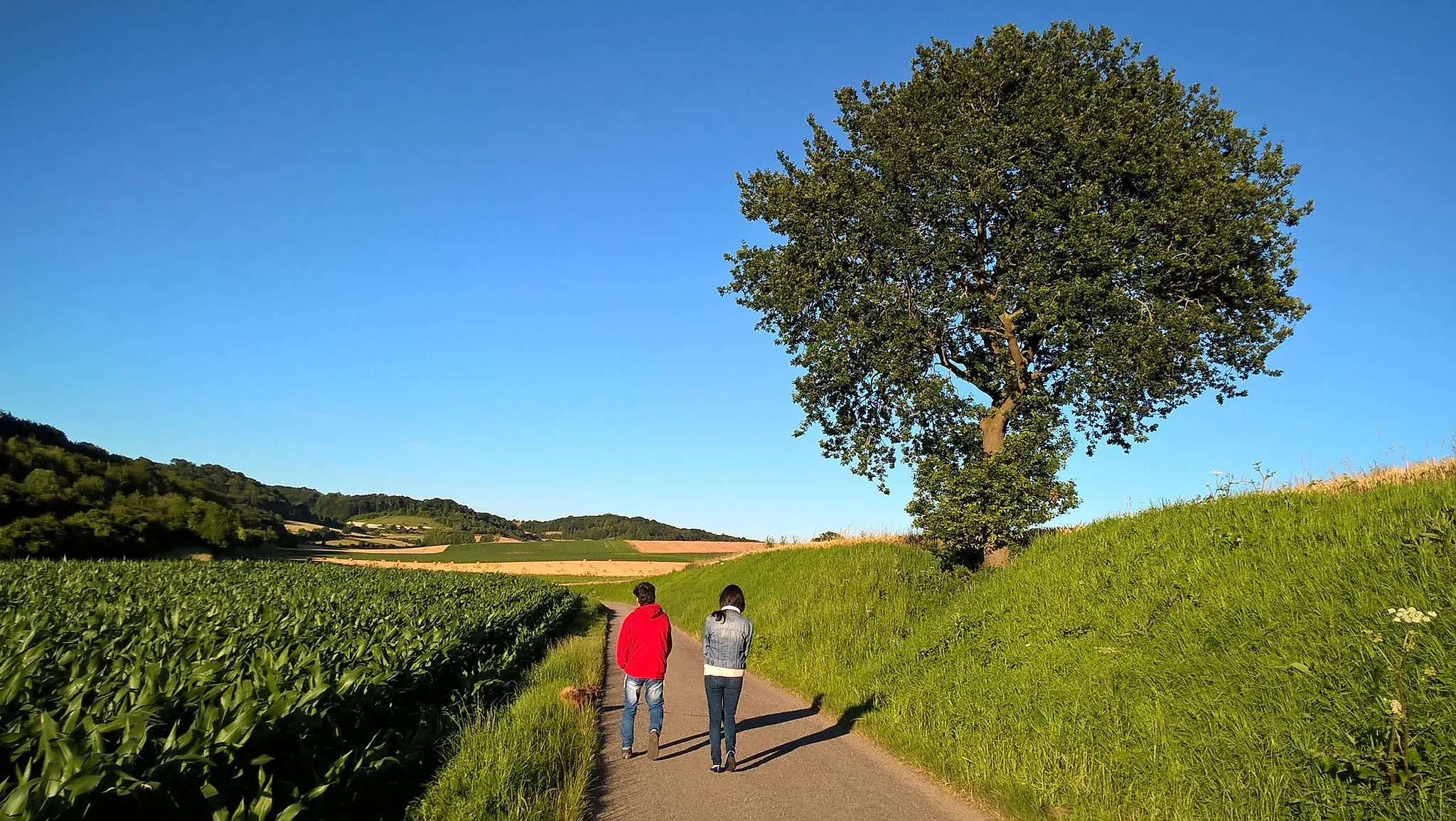 Photo showing: Dampierre-Saint-Nicolas, route des Demagnes, chênes d'une quarantaine d'année .