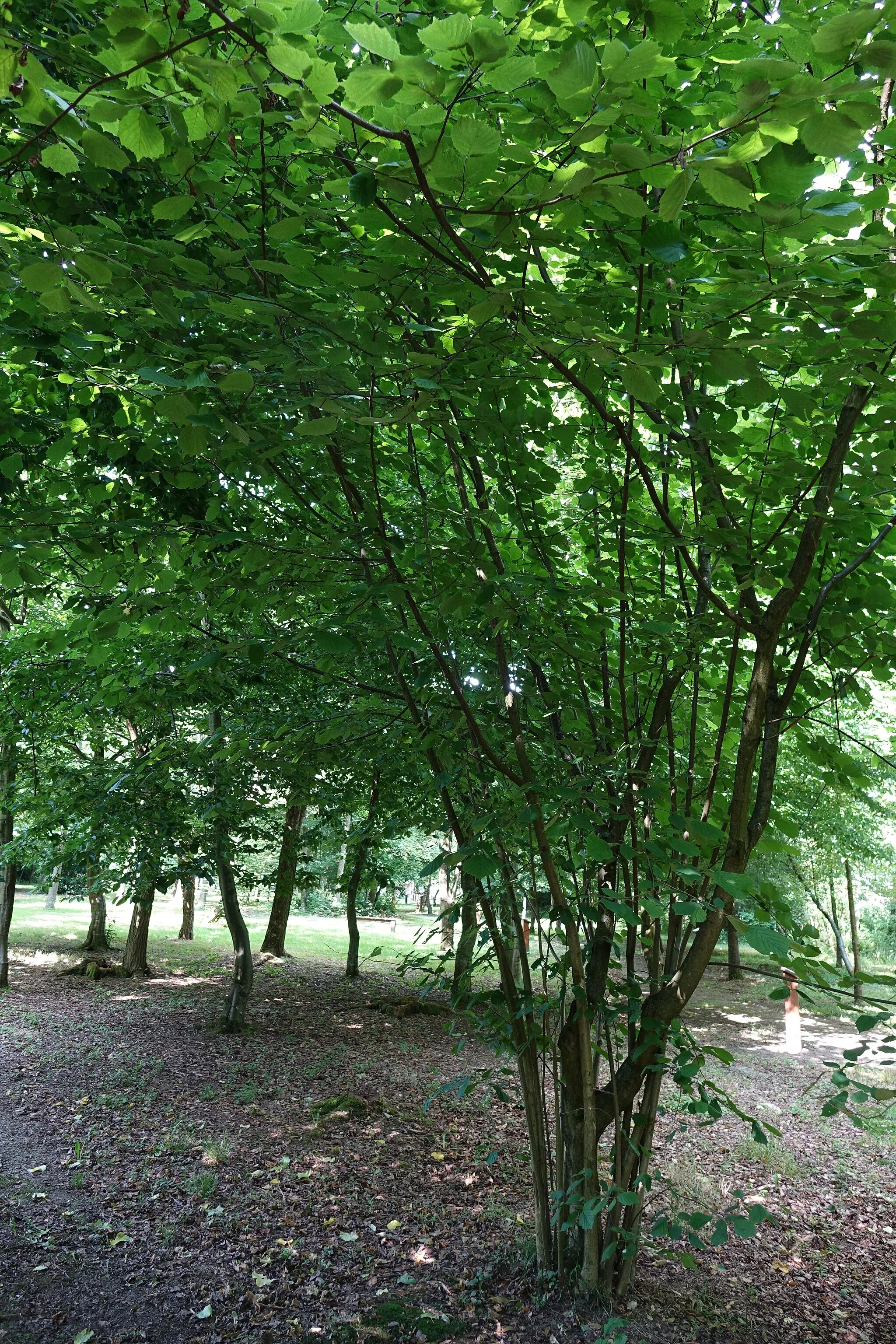 Photo showing: Un coudrier dans le Jardin du Roi de Rome à Ventes-Saint-Rémy, Seine-Maritime, France