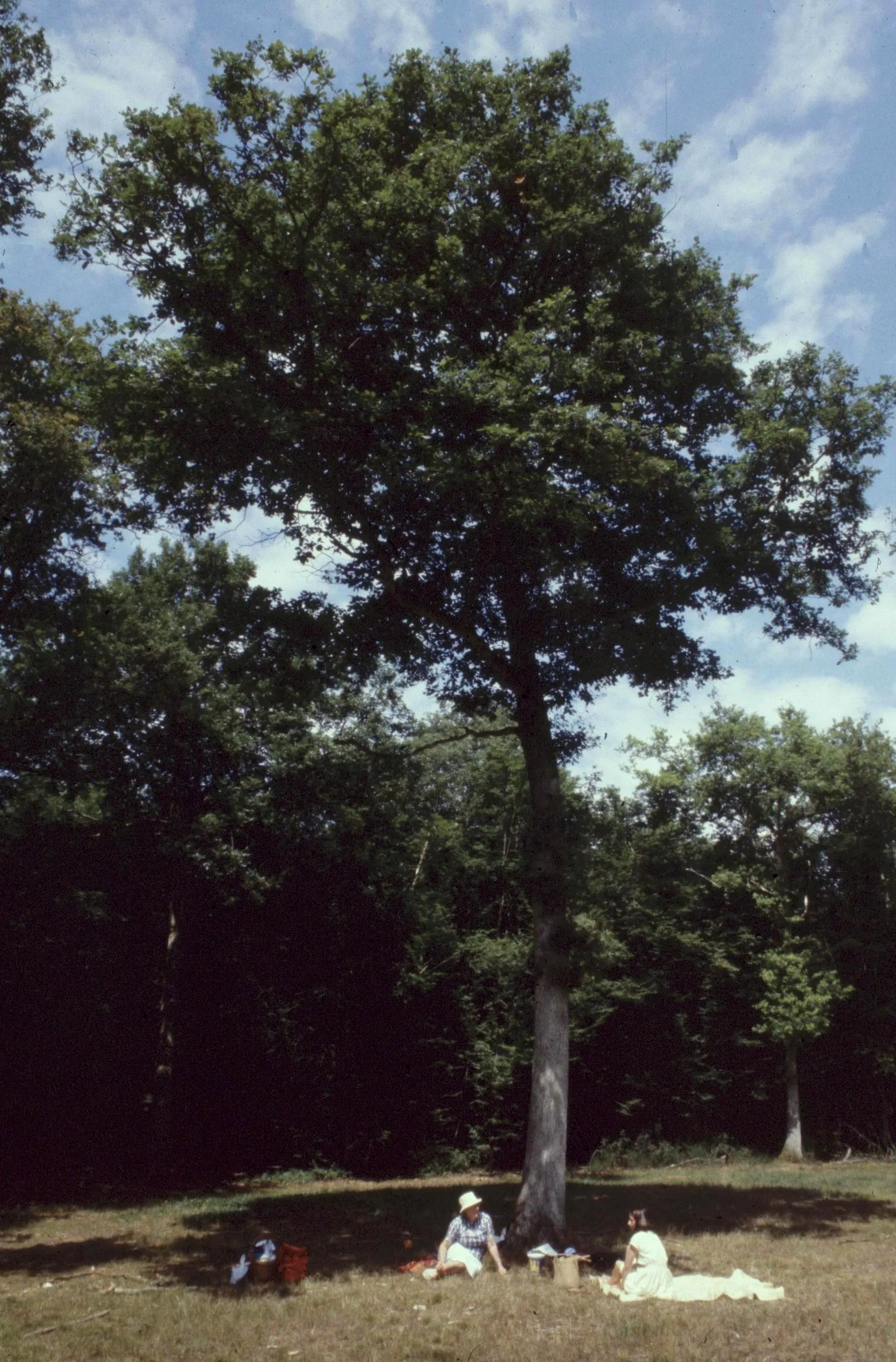 Photo showing: Eure-Et-Loir Foret De Dreux Promeneuses 071979