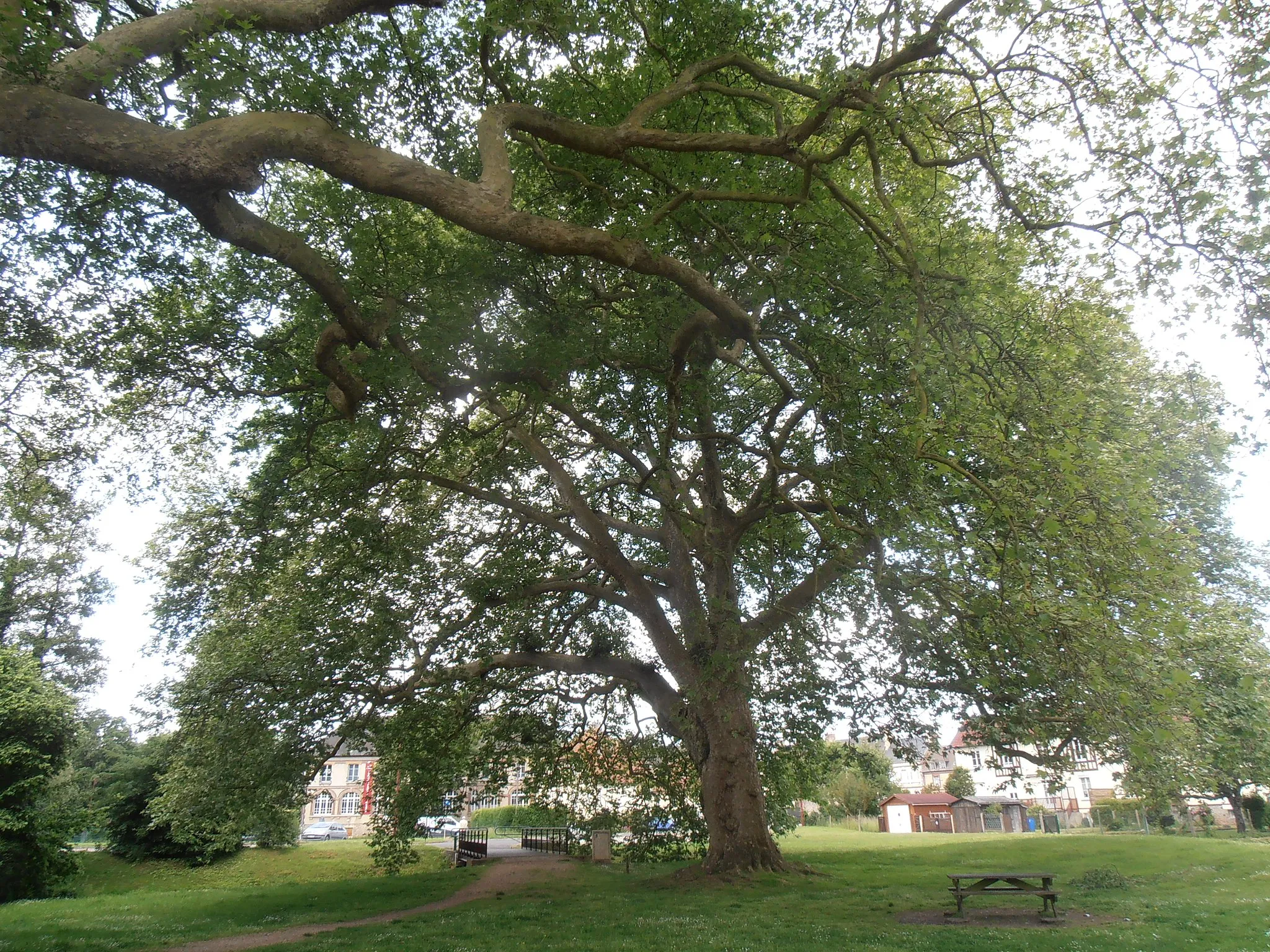 Photo showing: Orne, L'Aigle, Les deux platanes tricentenaires labellisés "Arbres remarquables de France".
Platanus orientalis, famille des platanacées. Dimensions : hauteur 25 mètres; diamètre de la couronne 30 mètres; circonférence du tronc 7 mètres à 1,30 m du sol. Arbre de l'année le 11 octobre 2016.
Pour les historiens locaux ces platanes faisaient partie des châteaux construits entre 1690 et 1730 sous les règnes de Louis XIV et de Louis XV. Ils prennent racine entre le deux bras de la Risle.

Selon les botanistes ils peuvent devenir millénaires.