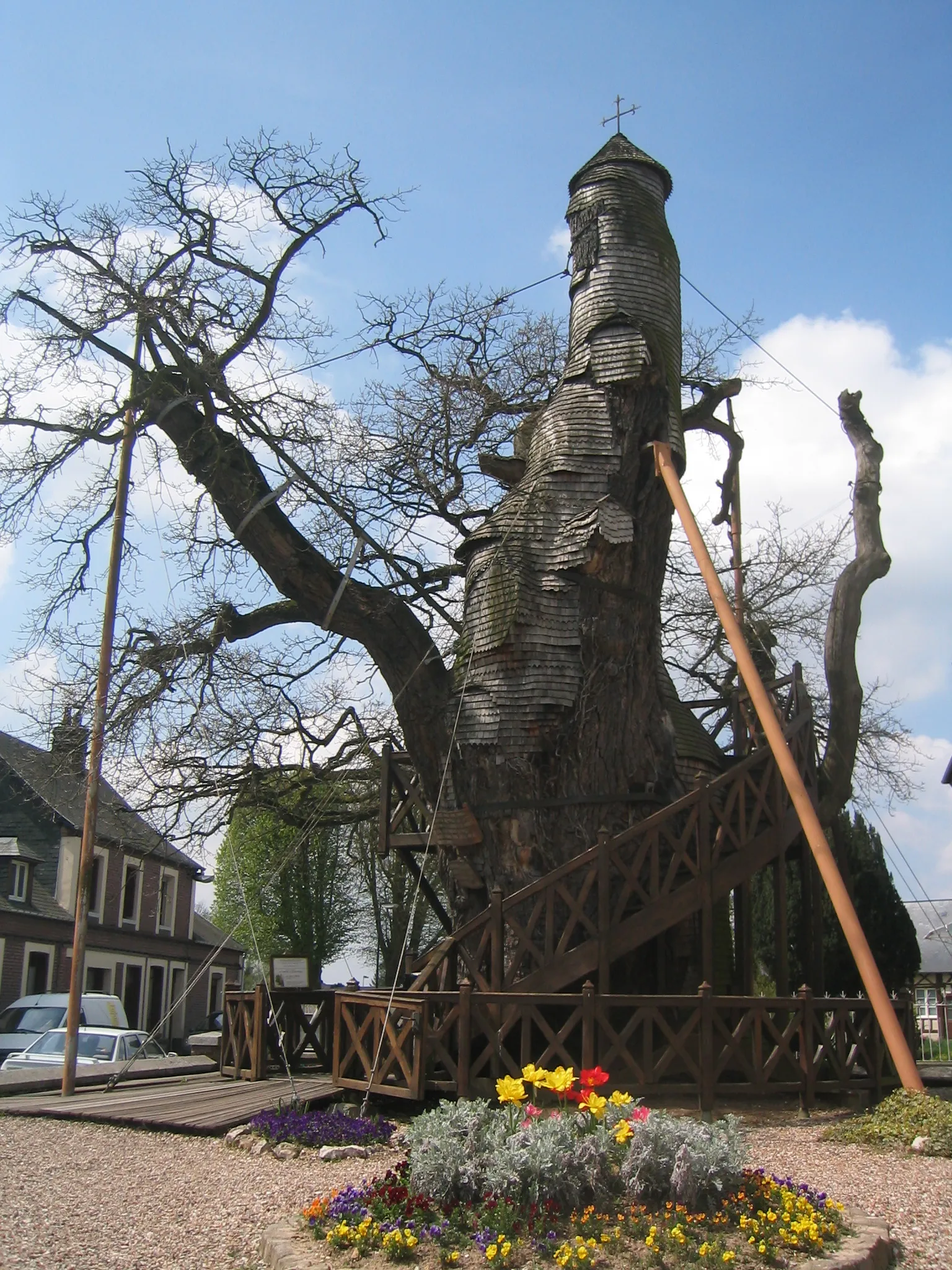 Photo showing: Le vieux chêne d'Allouville-Bellefosse (Seine-Maritime, France).