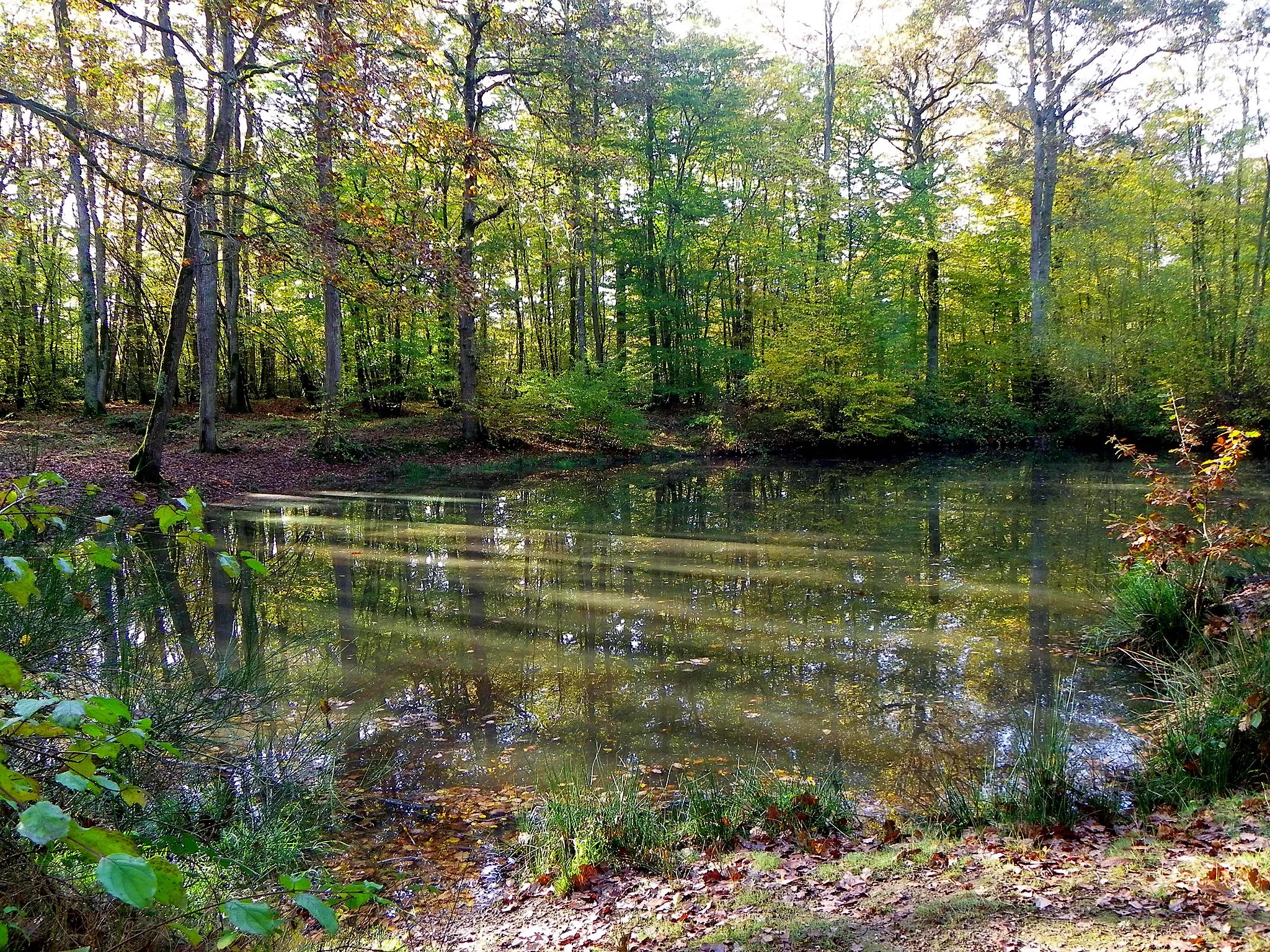 Photo showing: The Mare aux Corbeaux pond in the forest of Dreux (France). Commune of Sorel-Moussel (Eure-et-Loir department).