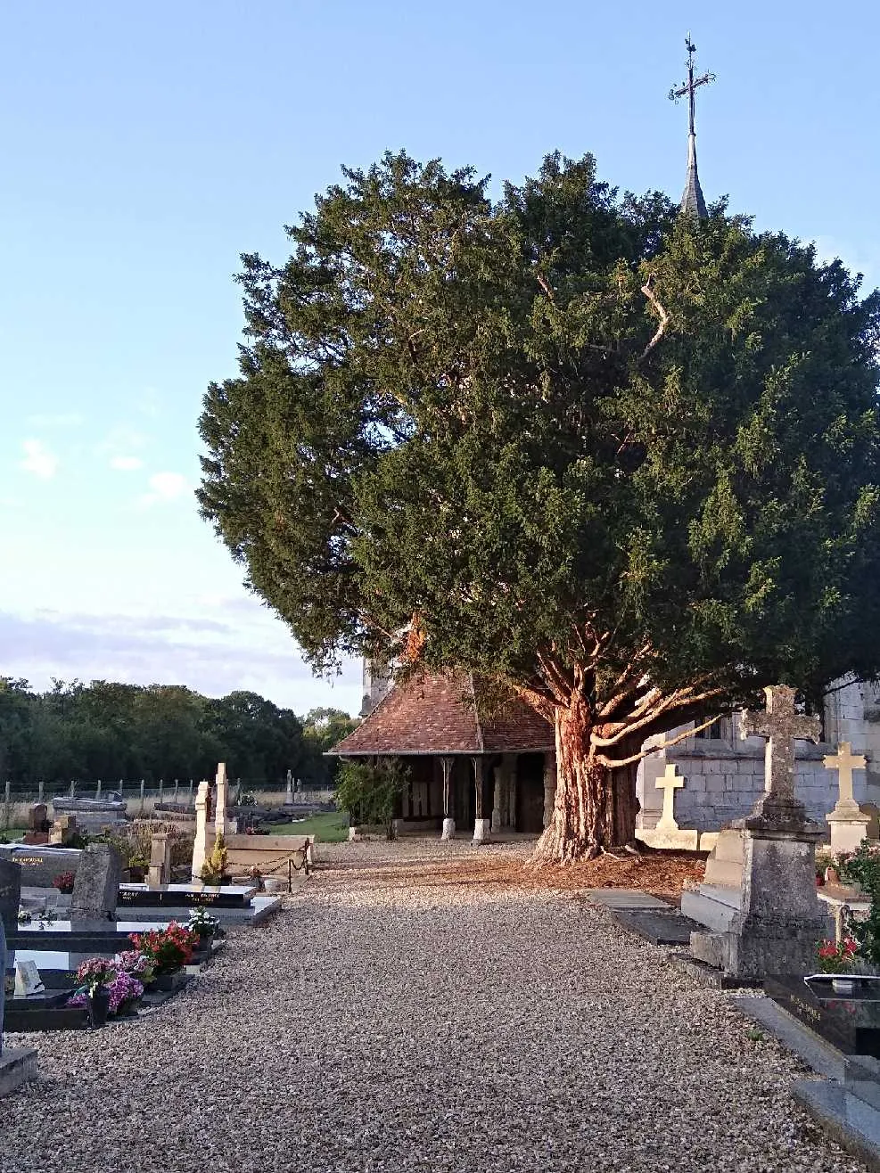 Photo showing: Le cimetière et son if vu de l'entrée.