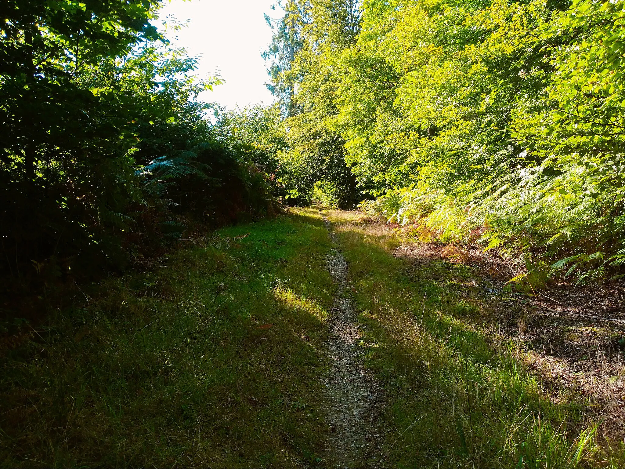 Photo showing: Forêt de Bord, parcelle 175
