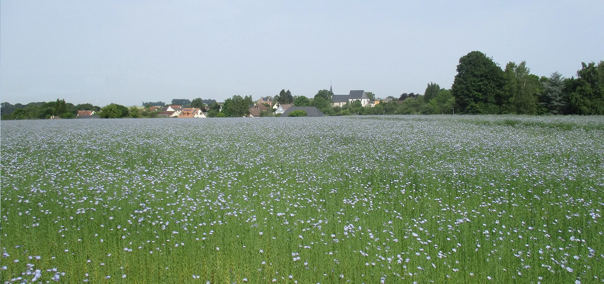 Photo showing: Beuzevillette et un champs de lin en fleurs.