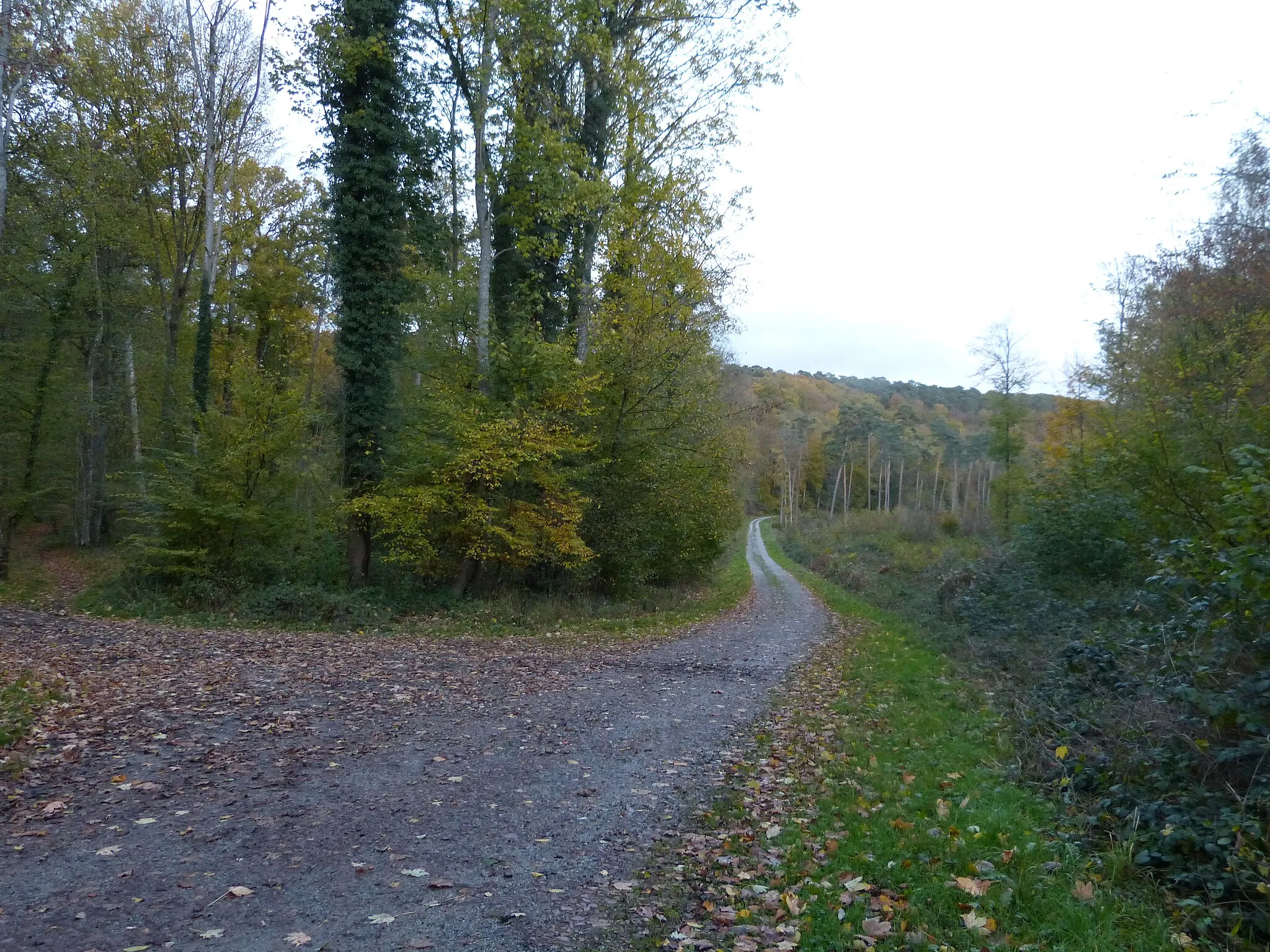 Photo showing: Forêt de la Londe-Rouvray.