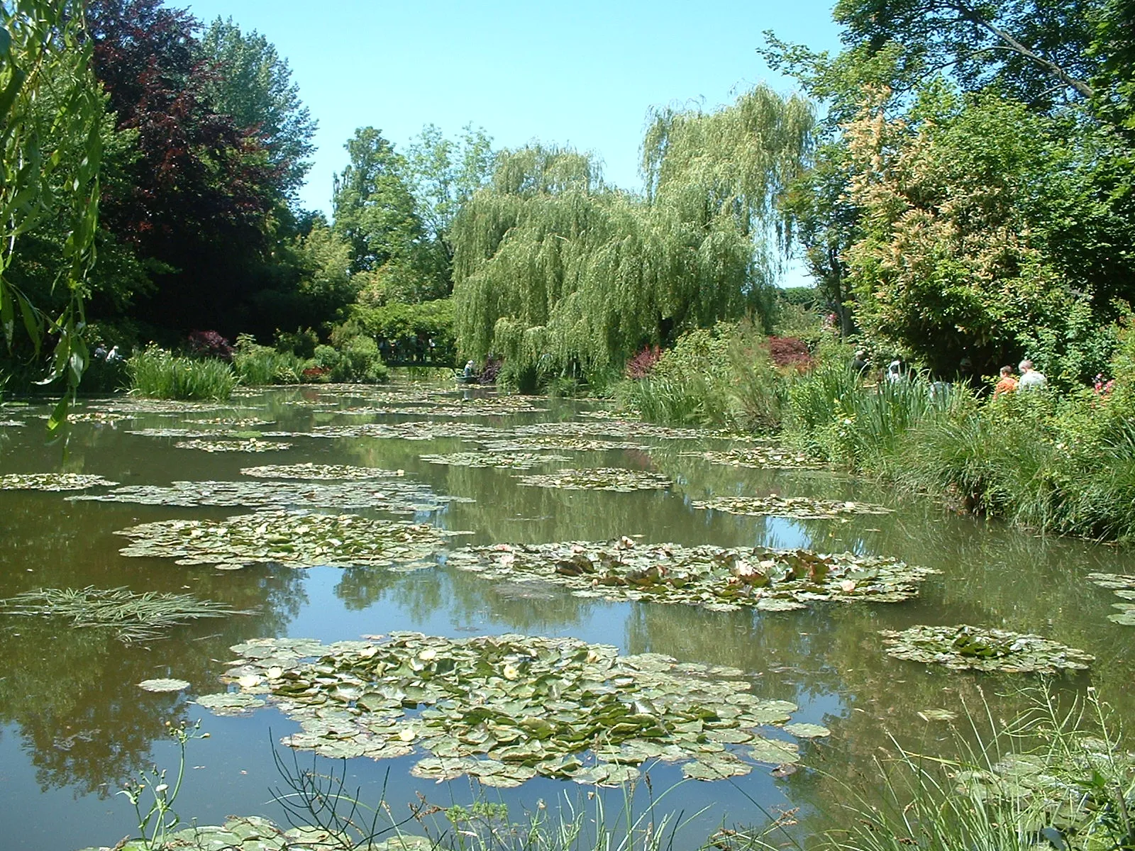 Photo showing: Nympheas in the Claude Monet's garden in Giverny