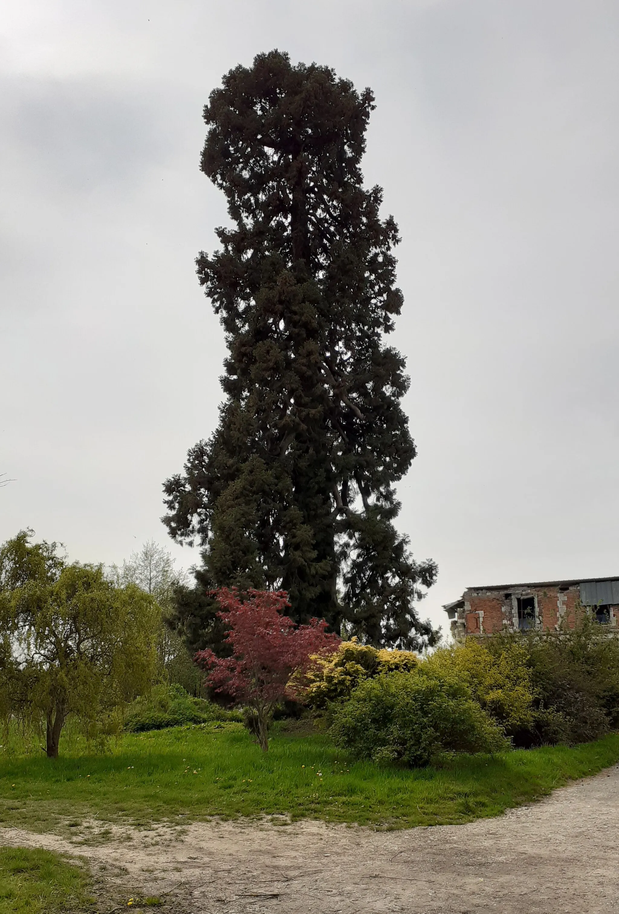 Photo showing: Cryptomeria dans le domaine du château de Houlbec (Eure).