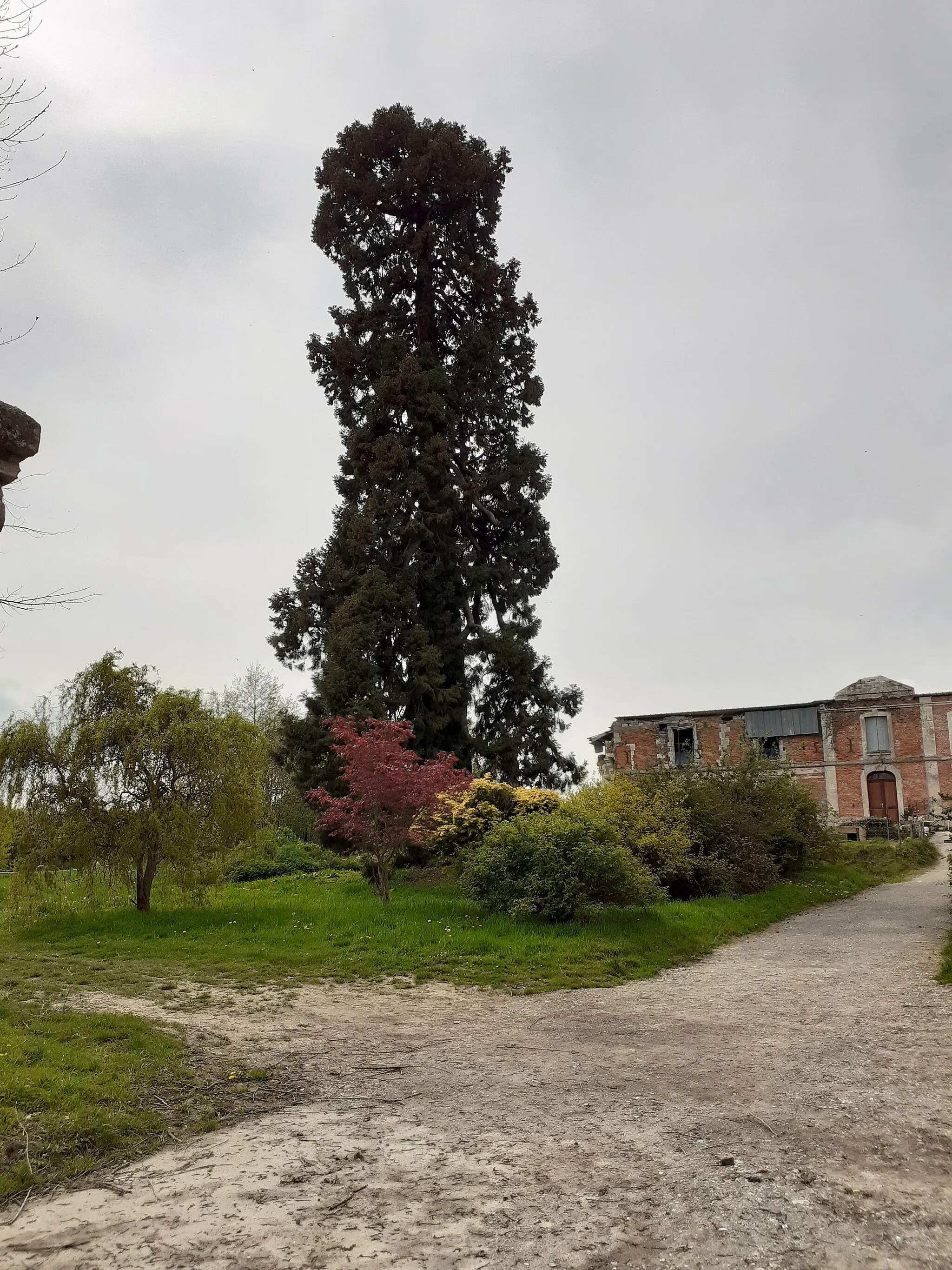 Photo showing: Cryptomeria dans le domaine du château de Houlbec (Eure).