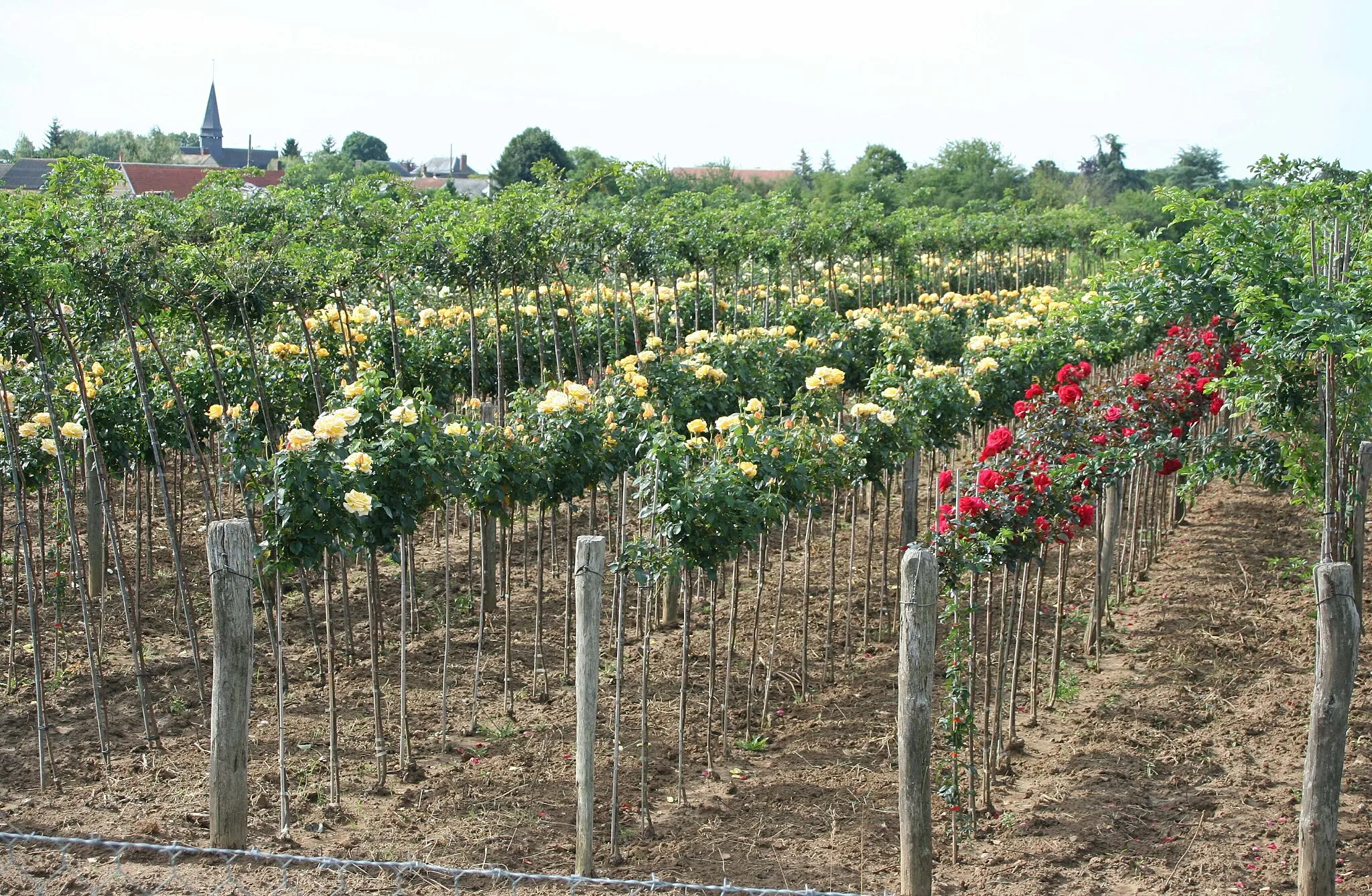 Photo showing: Pépinière de rosiers à Caillouet-Orgeville, Eure  (France) - (rosiers tiges)