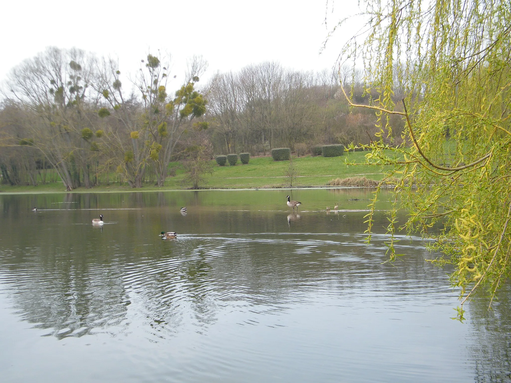 Photo showing: Le lac et ses oies sauvages.