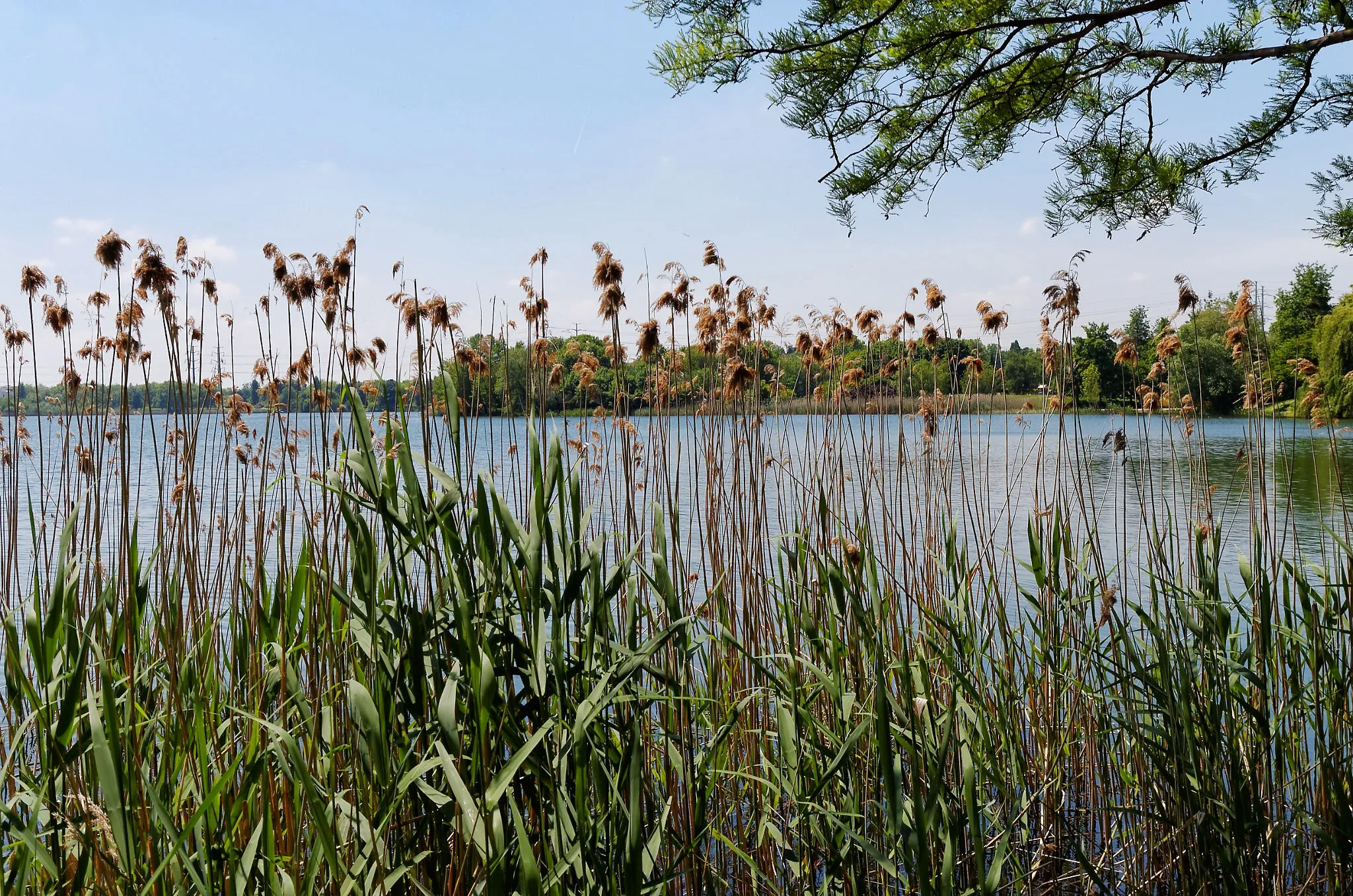 Photo showing: Le lac de Créteil