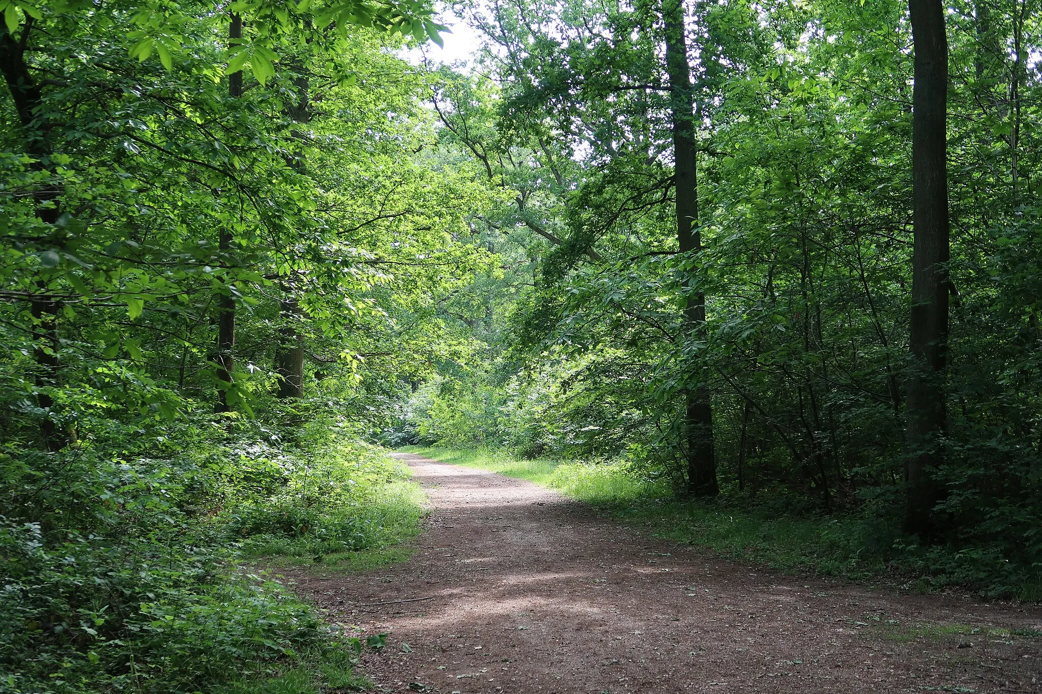 Photo showing: Forêt domaniale de Bois-d'Arcy (Yvelines).