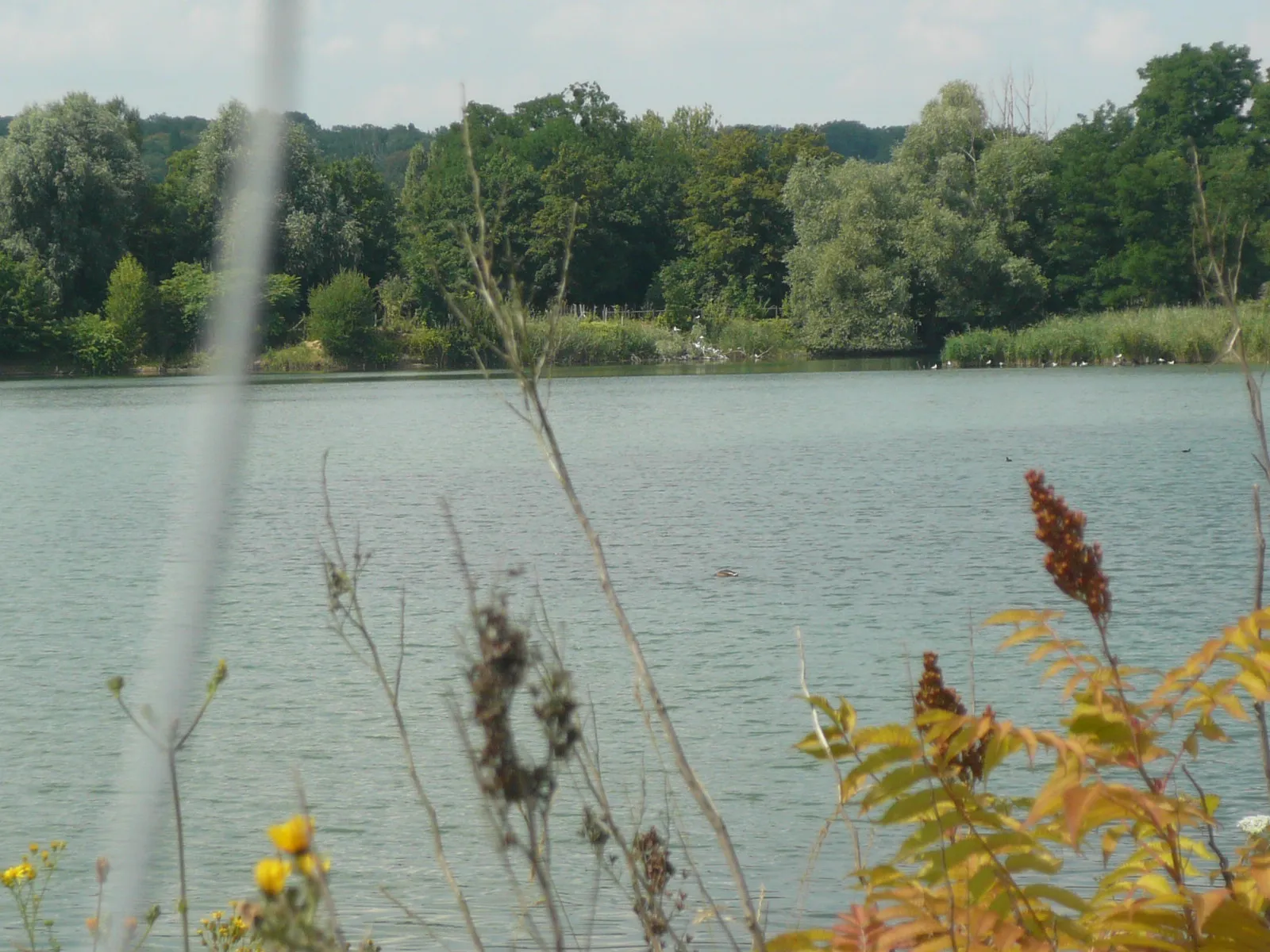 Photo showing: L'étang de l'épinoche au parc départemental