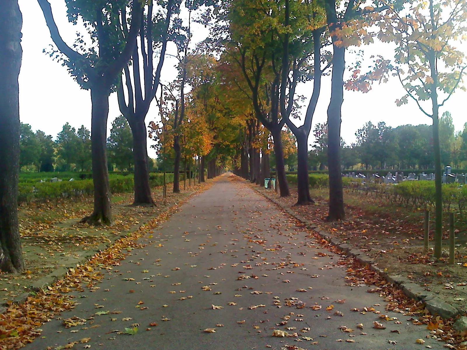 Photo showing: "Avenue O" of the Parisian Cemetery of Thiais.