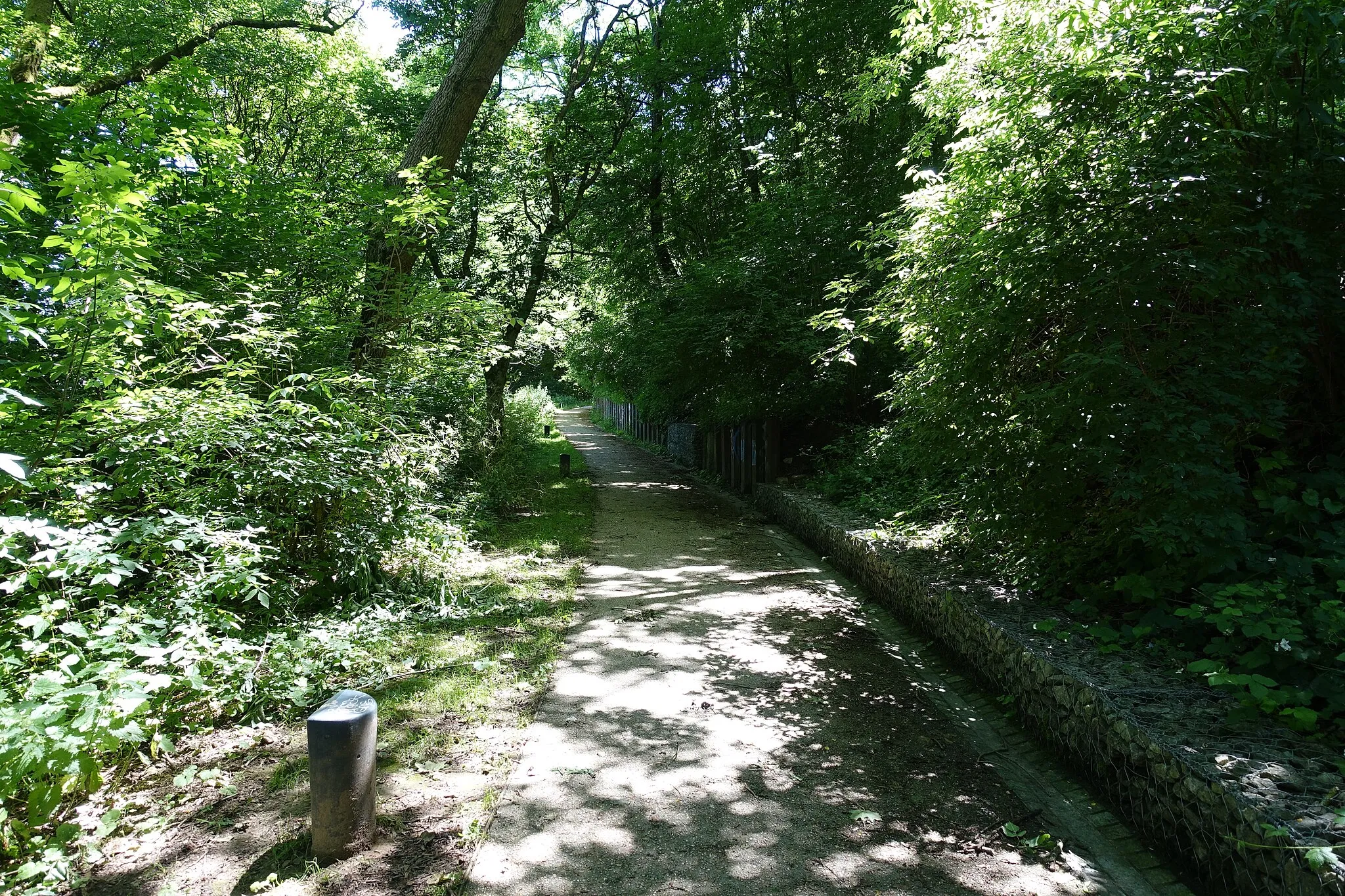 Photo showing: Forest @ Parc de Romainville
Parc de Romainville, Seine-Saint-Denis, France.