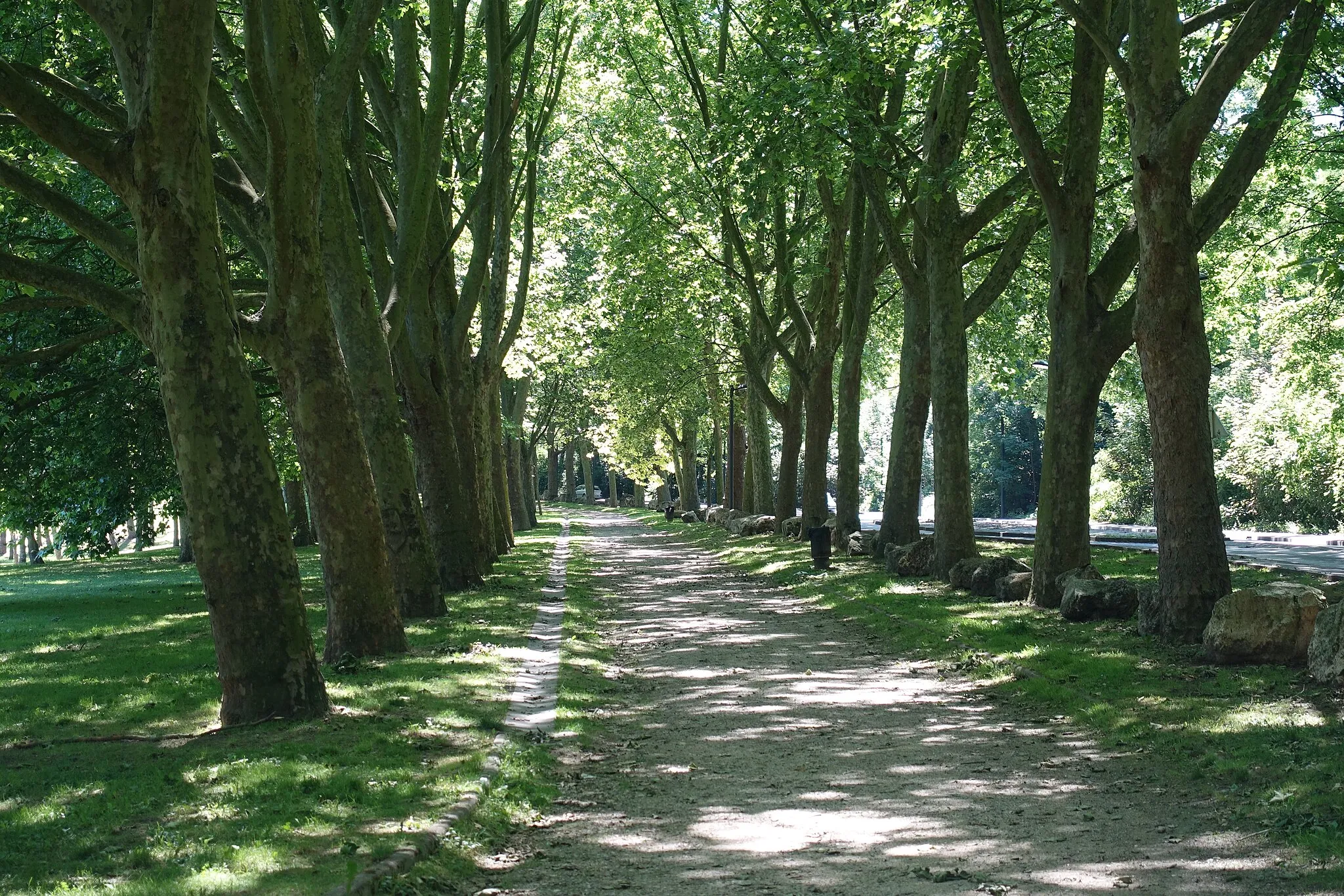 Photo showing: Forest @ Parc de Romainville
Parc de Romainville, Seine-Saint-Denis, France.