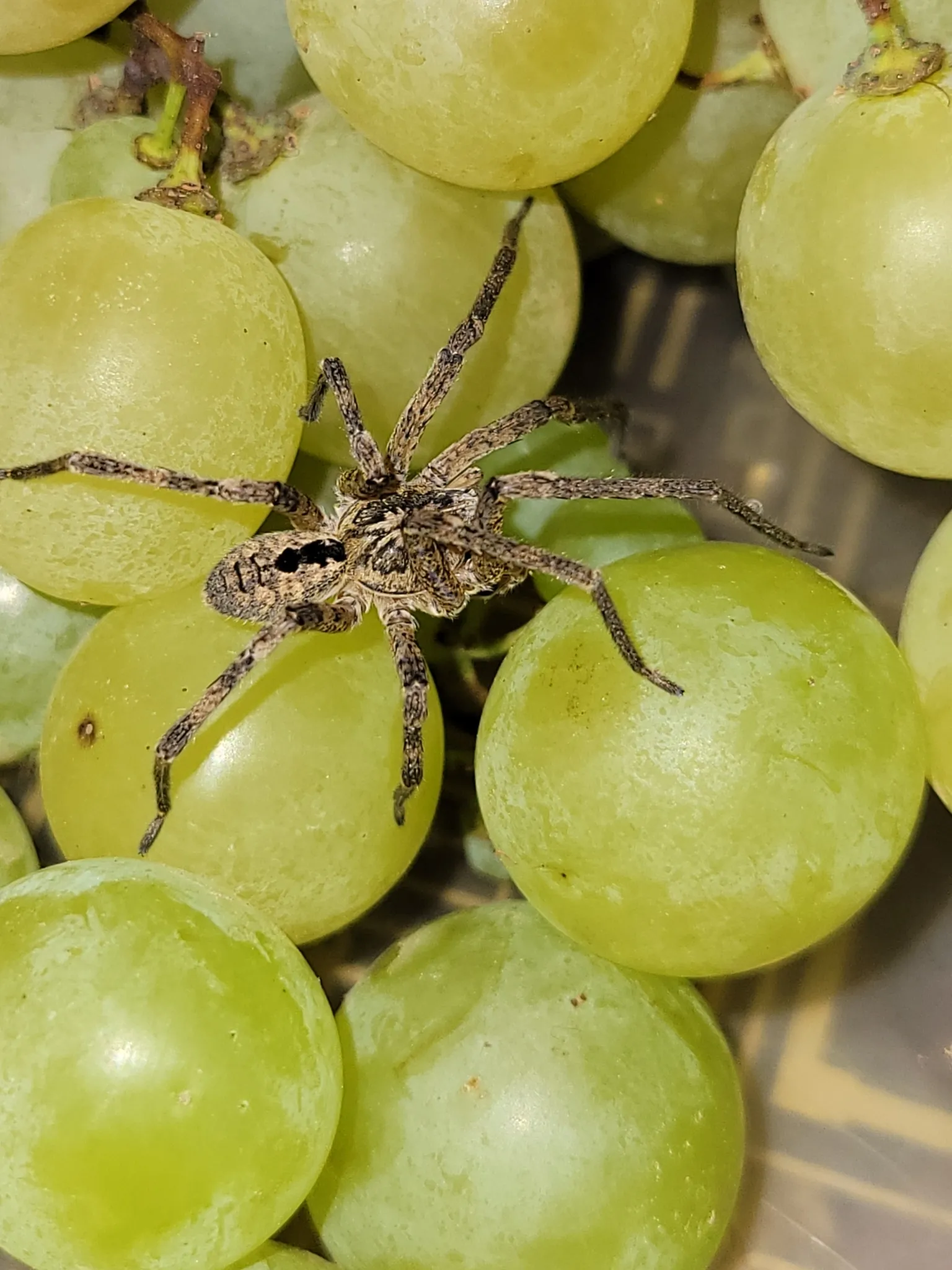 Photo showing: Mediterranean Spiny False Wolf Spider (Zoropsis spinimana)