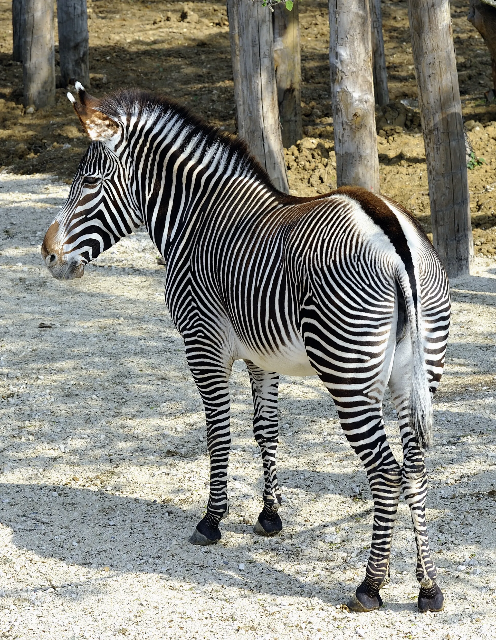 Photo showing: Zoo de Vincennes, Paris, France.