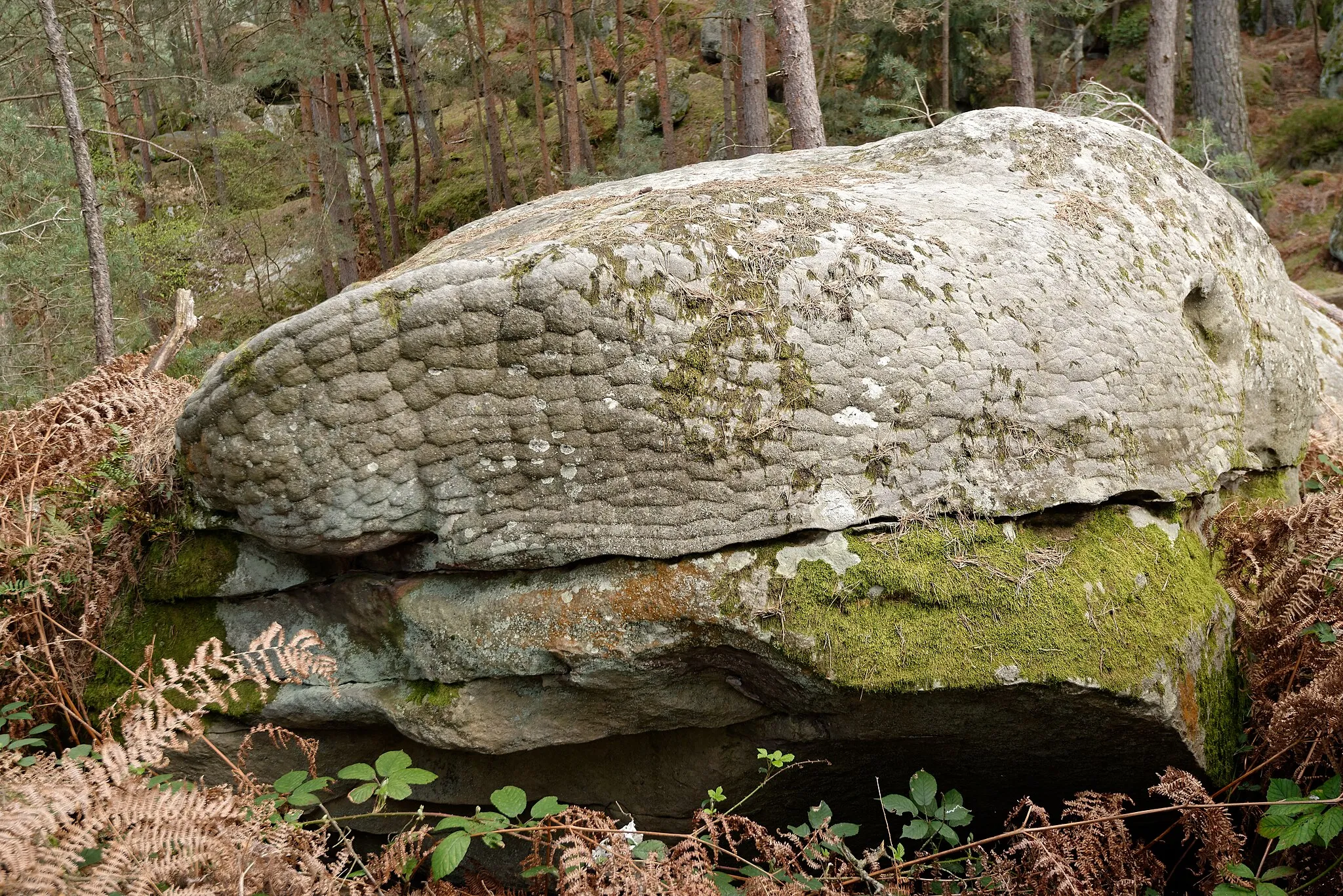 Photo showing: Rochers à proximité de la route du Carnage, dans les gorges de Franchard, en forêt de Fontainebleau.