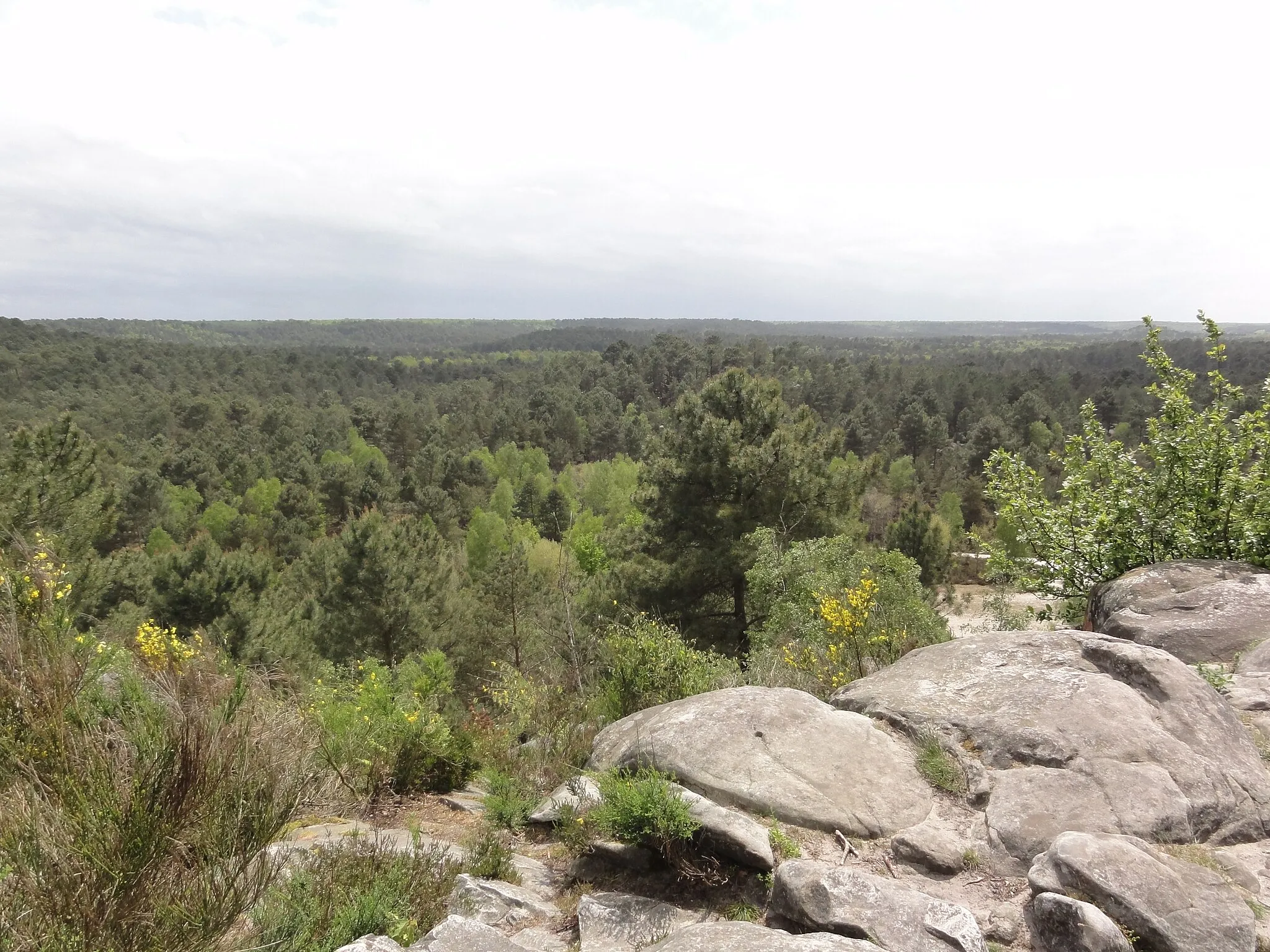 Photo showing: massif de Fontainebleau