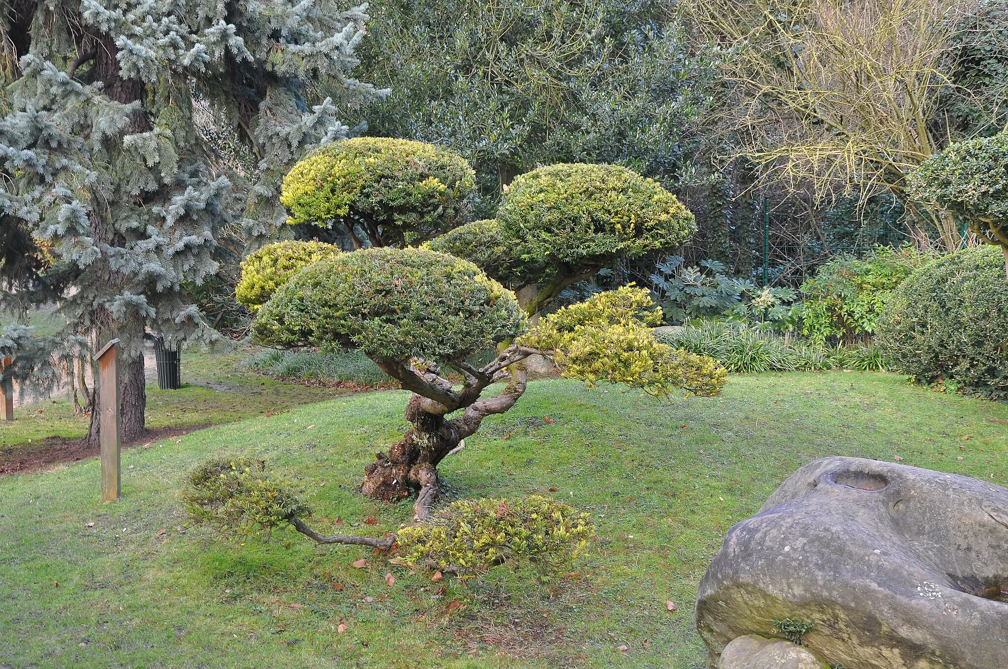 Photo showing: Taxus bacatta Dovastonii Aurea in Rothschild park, Boulogne-Billancourt, Hauts-de-Seine, France.