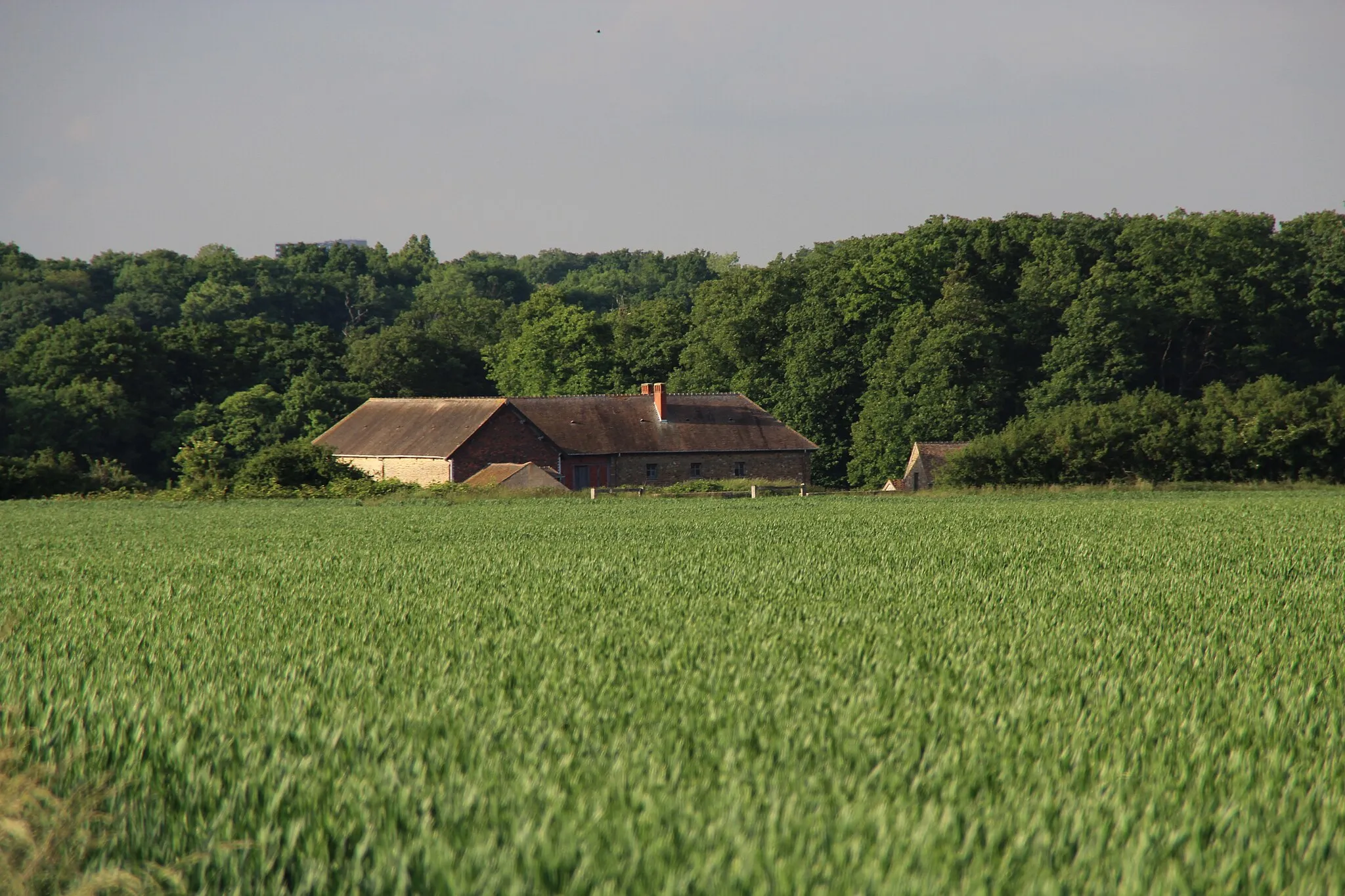 Photo showing: Road 36, June, 2 2013 in Saclay, France.