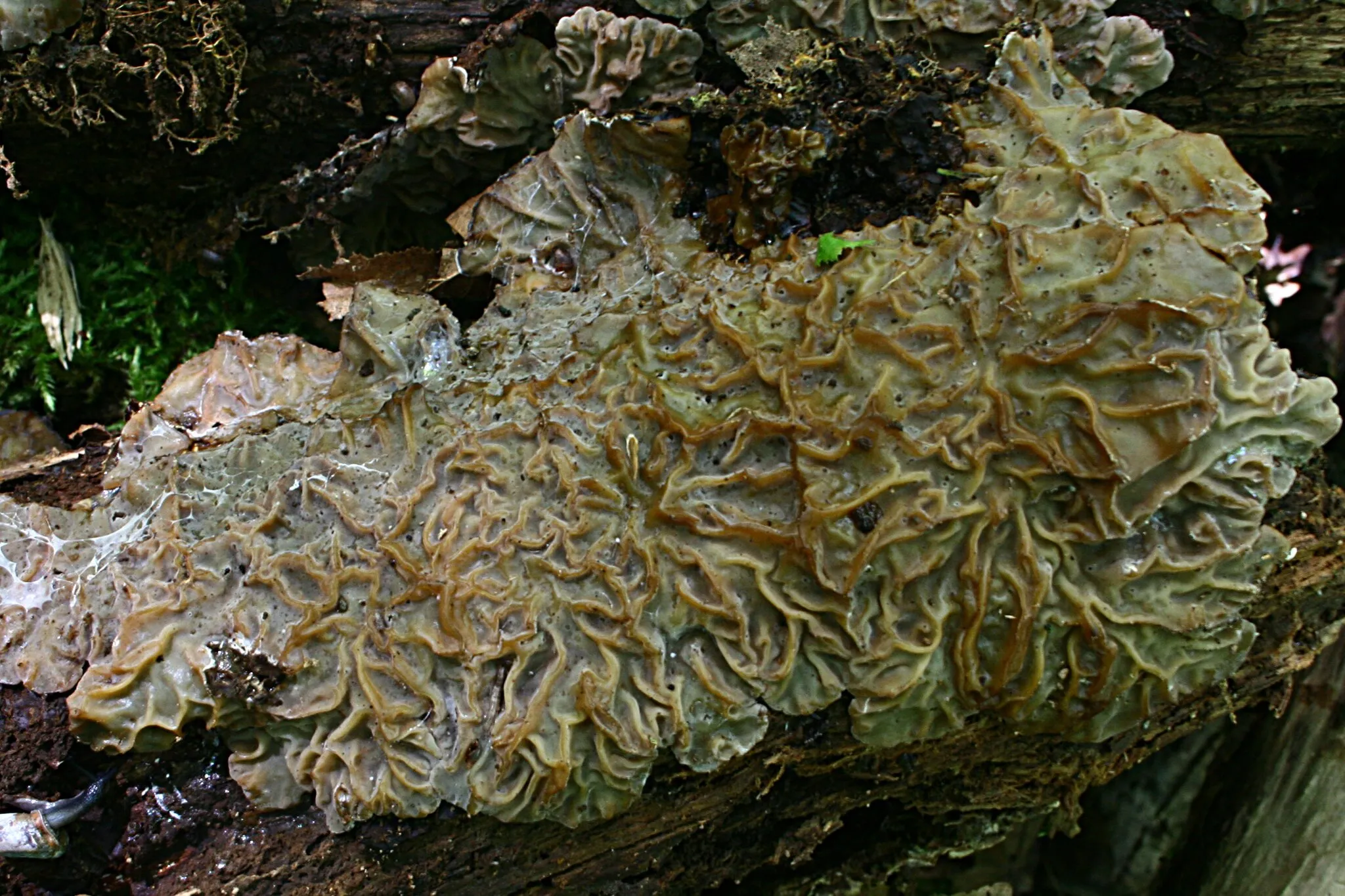 Photo showing: Auricularia mesenterica in a forest near Corbeil-Essonnes, France.