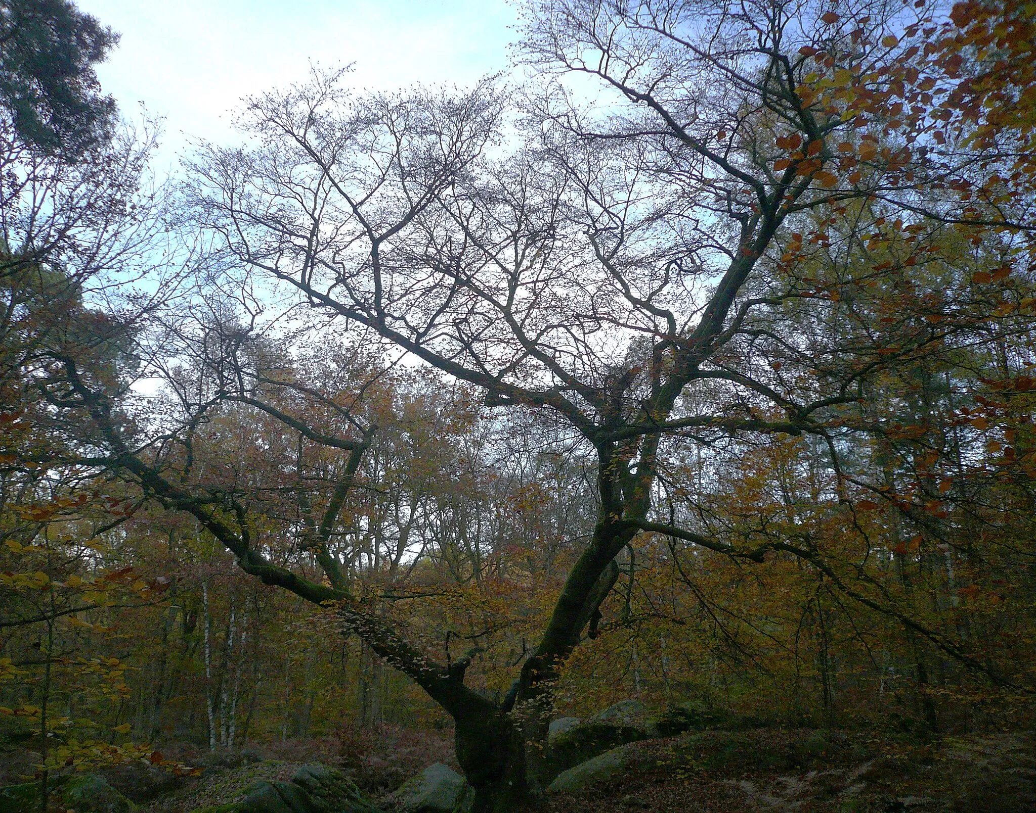 Photo showing: Vieux hêtre en forêt de Fontainebleau, Seine-et-Marne, Île-de-France, France.