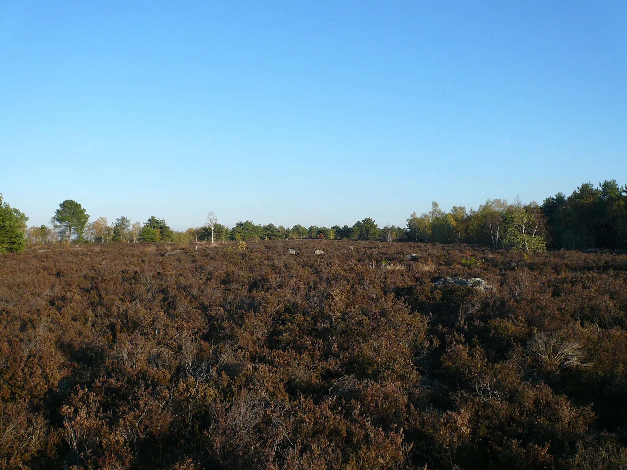 Photo showing: Paysage de lande dans la plaine de la Charme (forêt des Trois Pignons) en Seine-et-Marne, France.