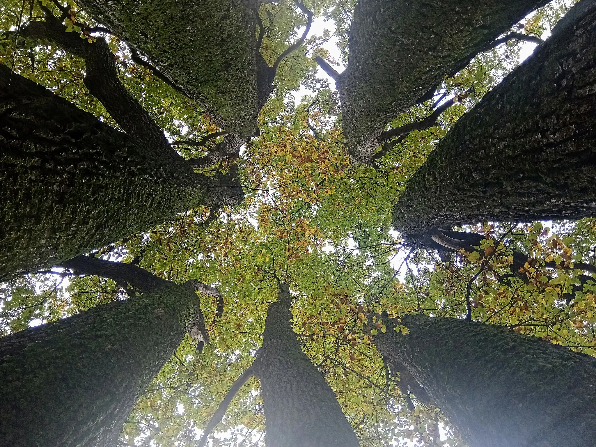 Photo showing: Le bouquet des Longues Vallées dans la forêt de Fontainebleau, Fontainebleau, Seine-et-Marne, France