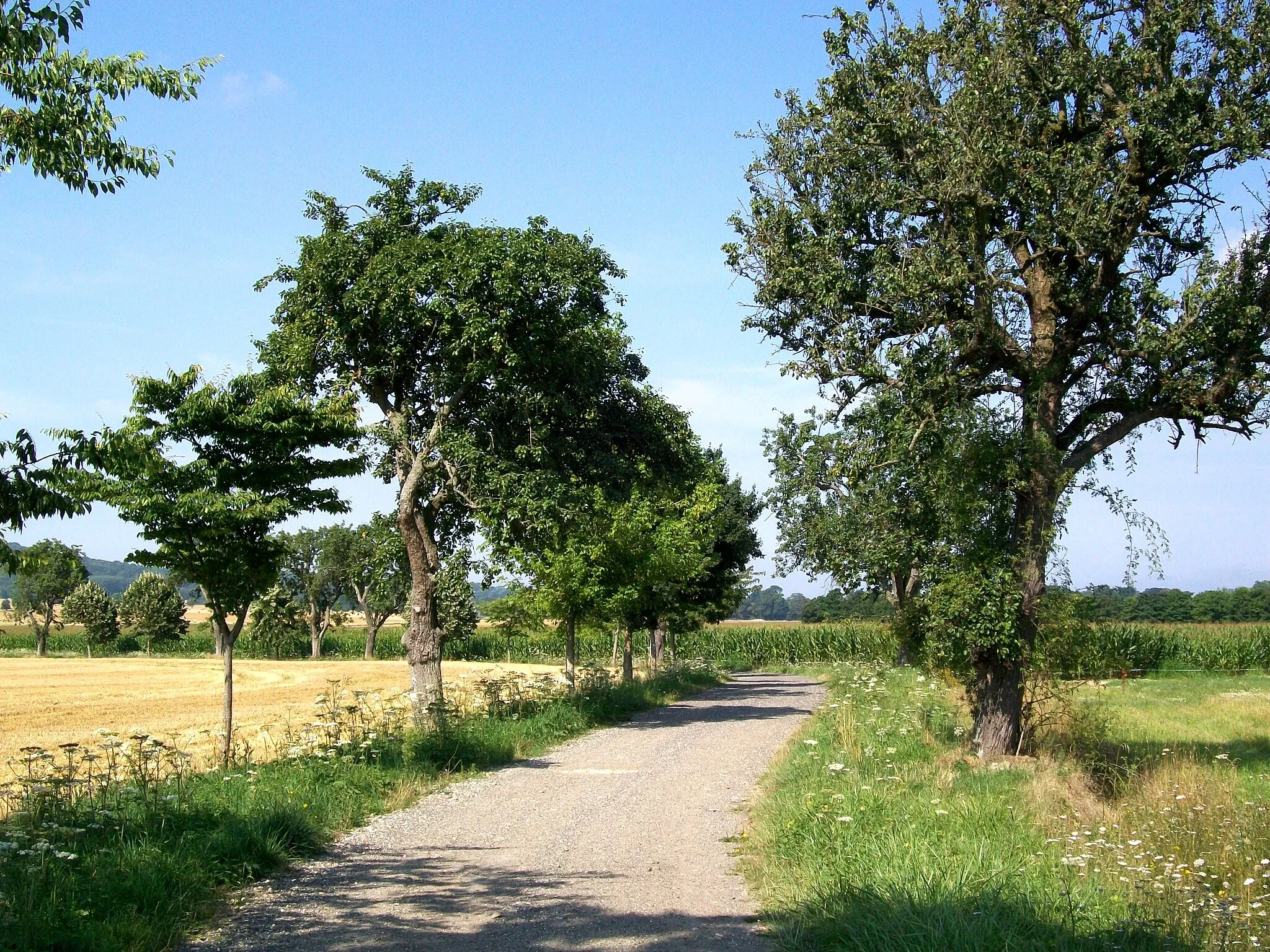 Photo showing: Le chemin rural dit voirie des Rouliers, conduisant vers le bois de Nerval.