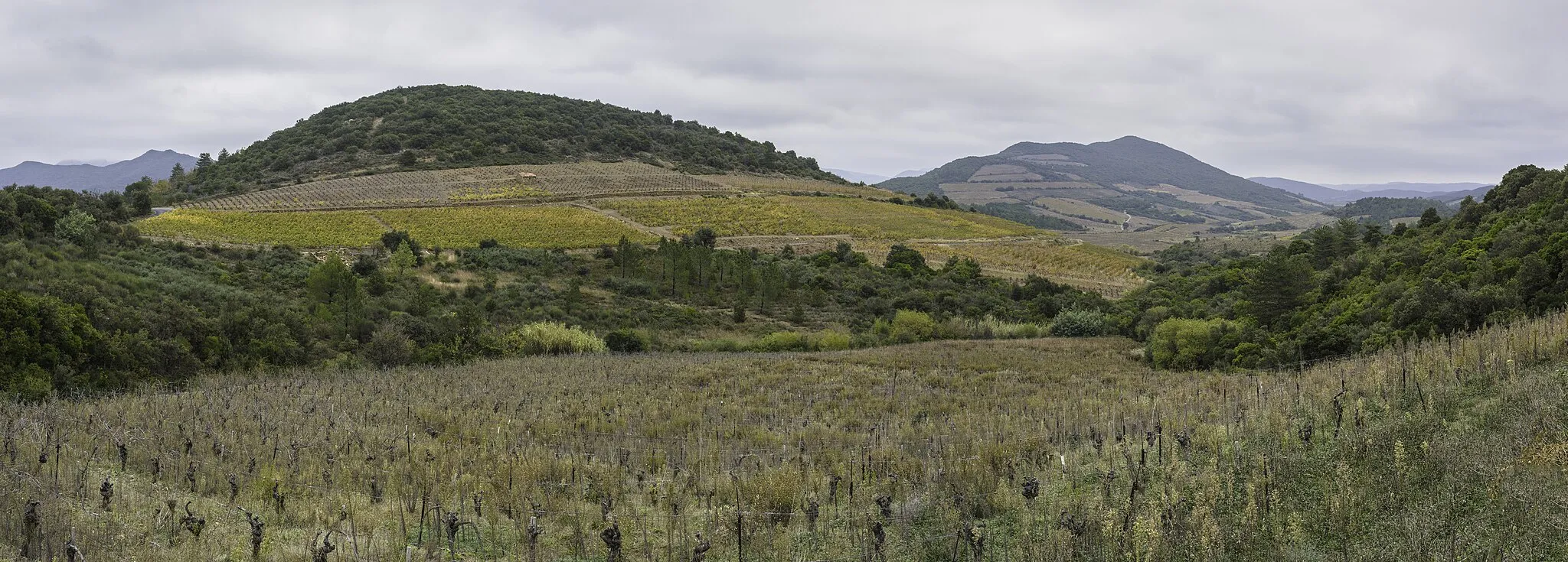 Photo showing: Vineyards in the commune of Berlou, Hérault, France.