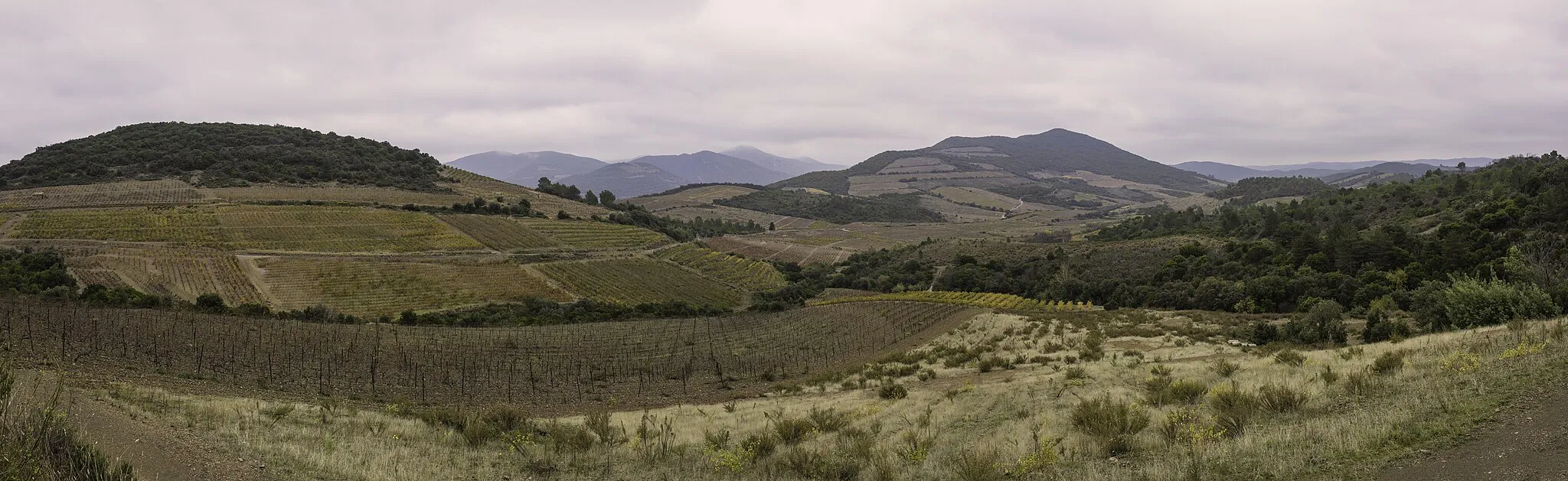 Photo showing: Vineyards in the commune of Berlou, Hérault, France.