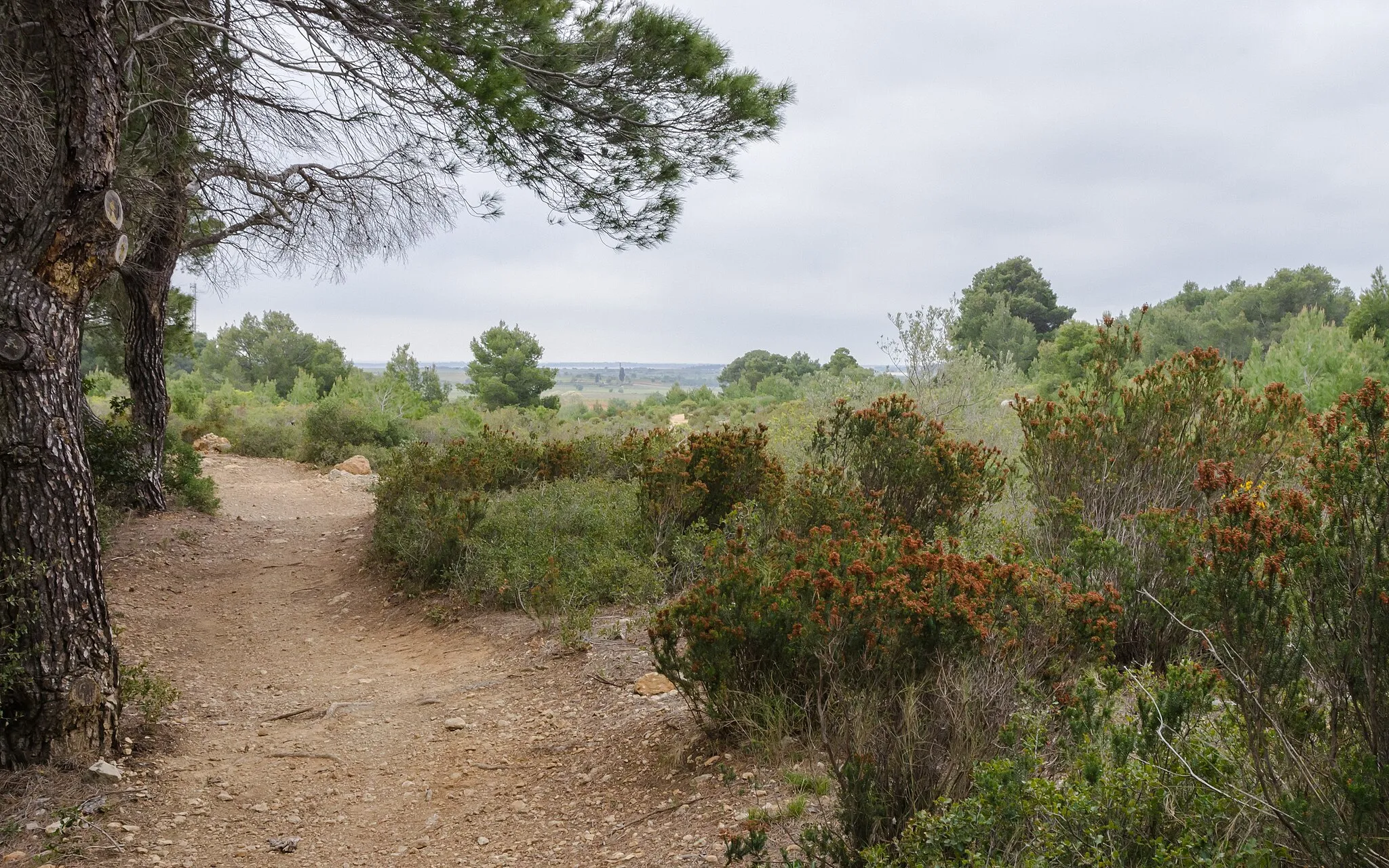 Photo showing: Trail in the commune of Pinet, Hérault, France. Aspect ratio 16:10.