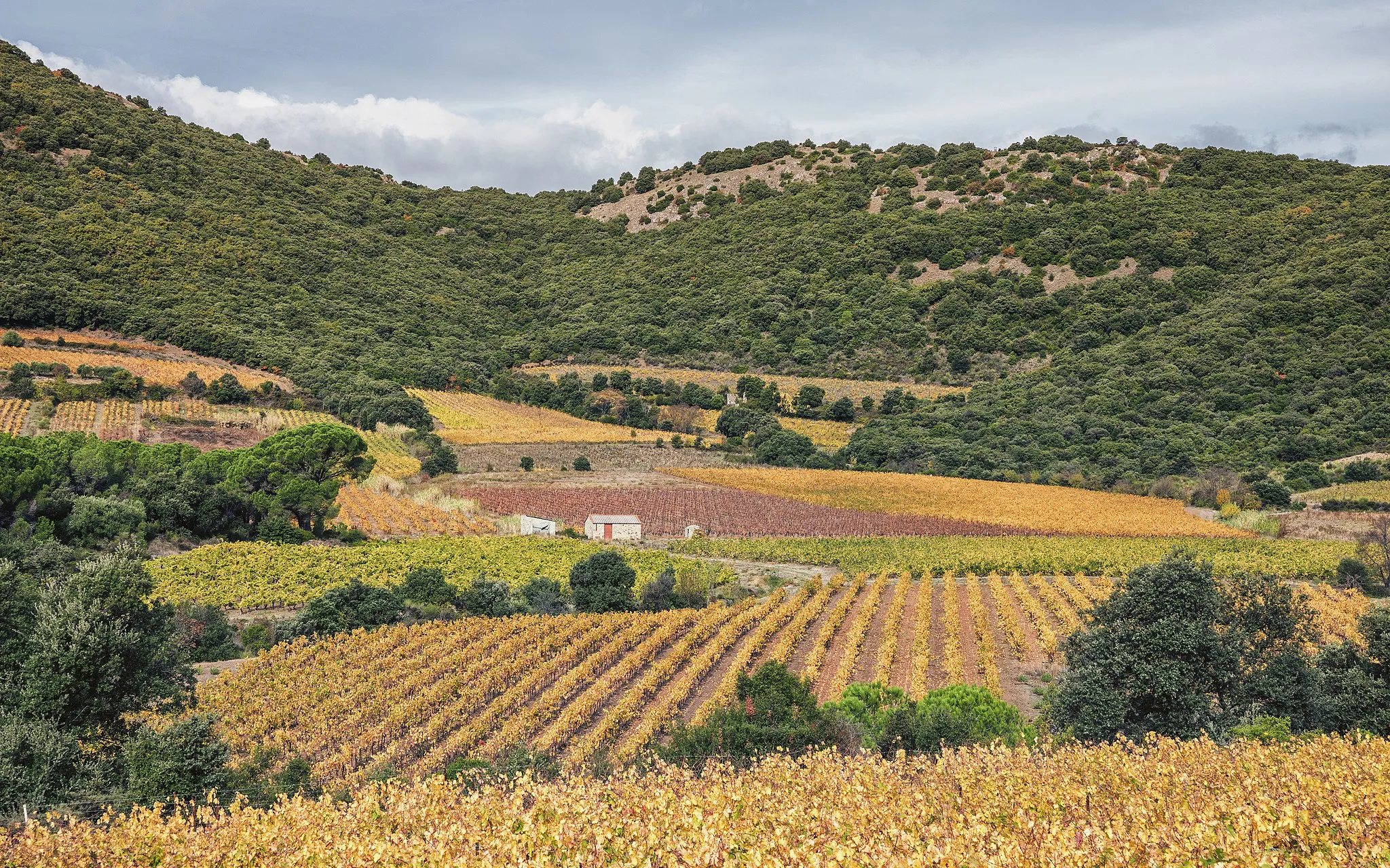 Photo showing: Vineyards (AOC Languedoc-Cabrières) in autumn at the foot of the Pic de Vissou. Commune of Cabrières, Hérault, France.