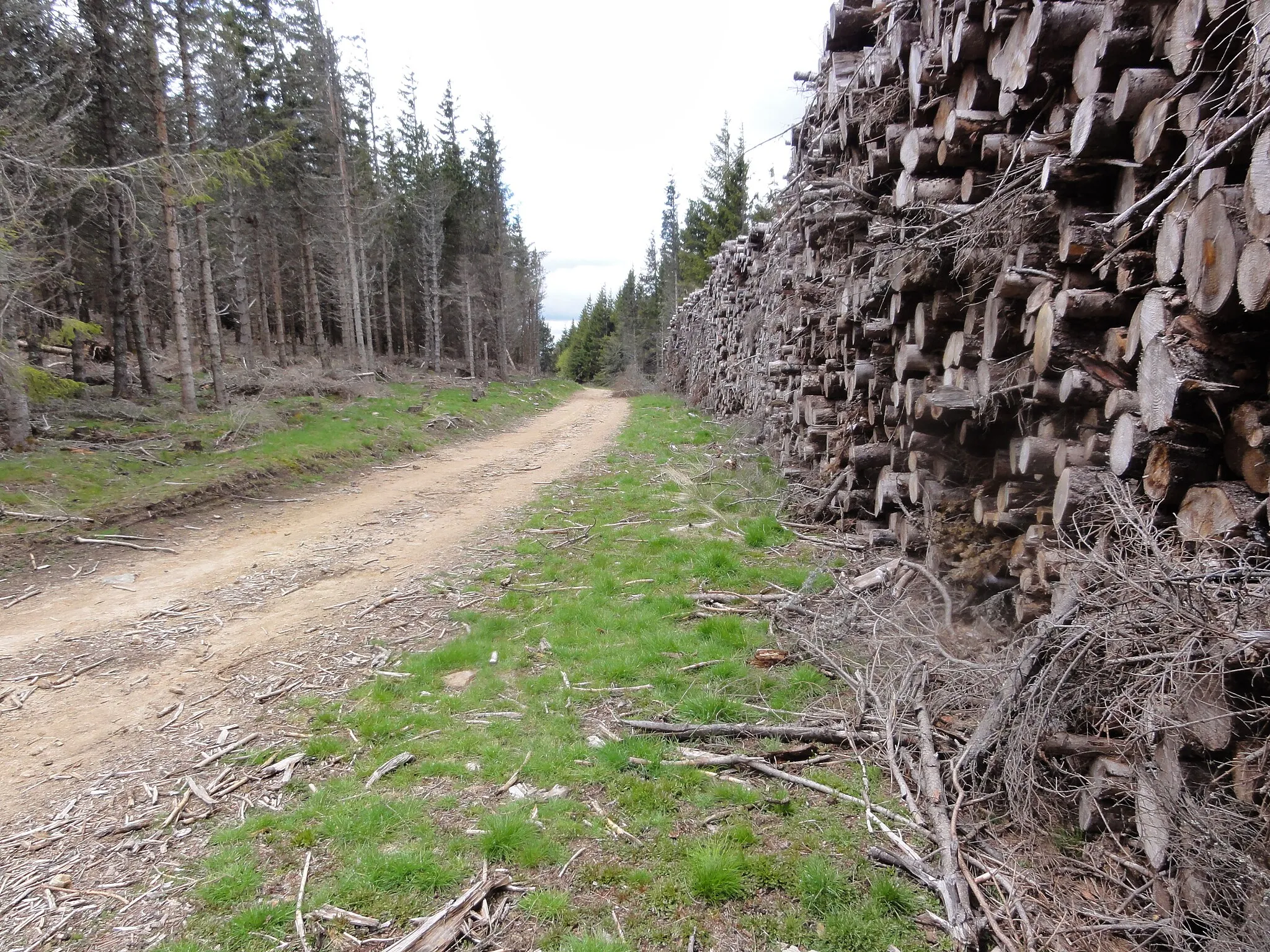 Photo showing: Chemin de Stevenson: