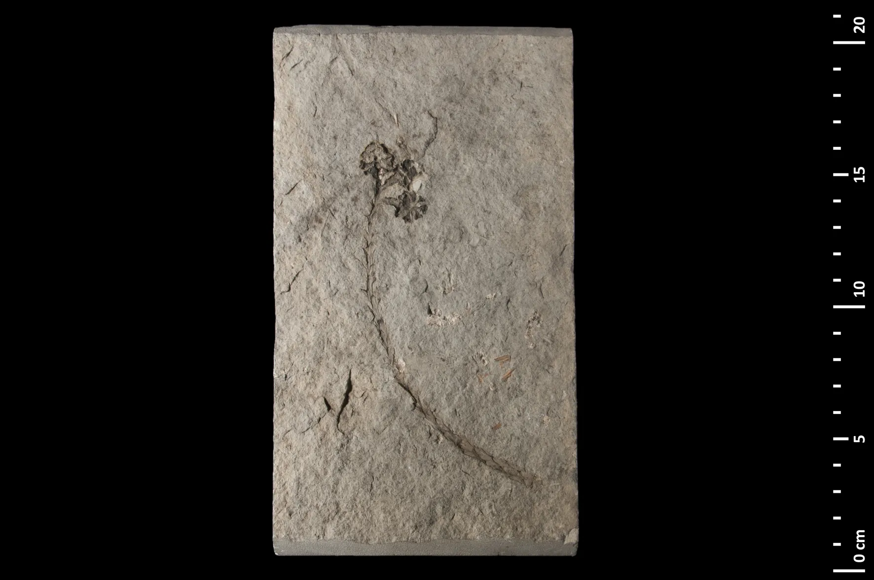 Photo showing: A Sequoia tournalii branchlet with cone.
Rupelian, Oligocene; Armissan paleoflora, Aude, Occitanie, France

Muséum national d'Histoire naturelle specimen MNHN.F.11123, Collected by Gaston  De Saporta
