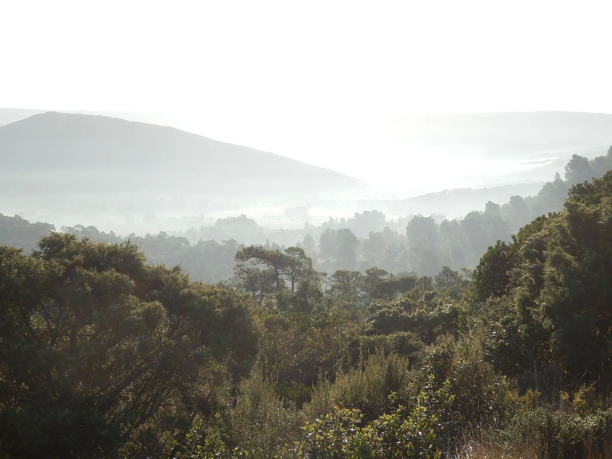 Photo showing: View of Fontfroide Forest