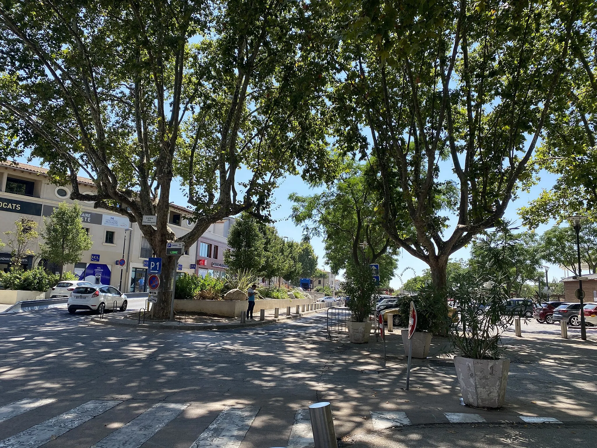 Photo showing: Arbre des Messorgues à Lunef, Hérault, août 2021