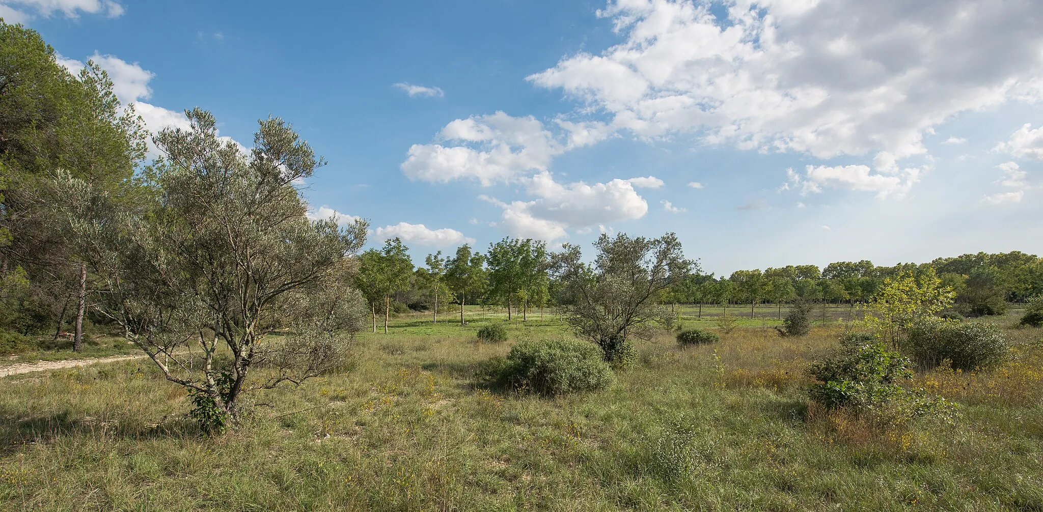 Photo showing: Tree plantation in the Domaine départemental de Restinclières. Prades-le-Lez, Hérault, France.