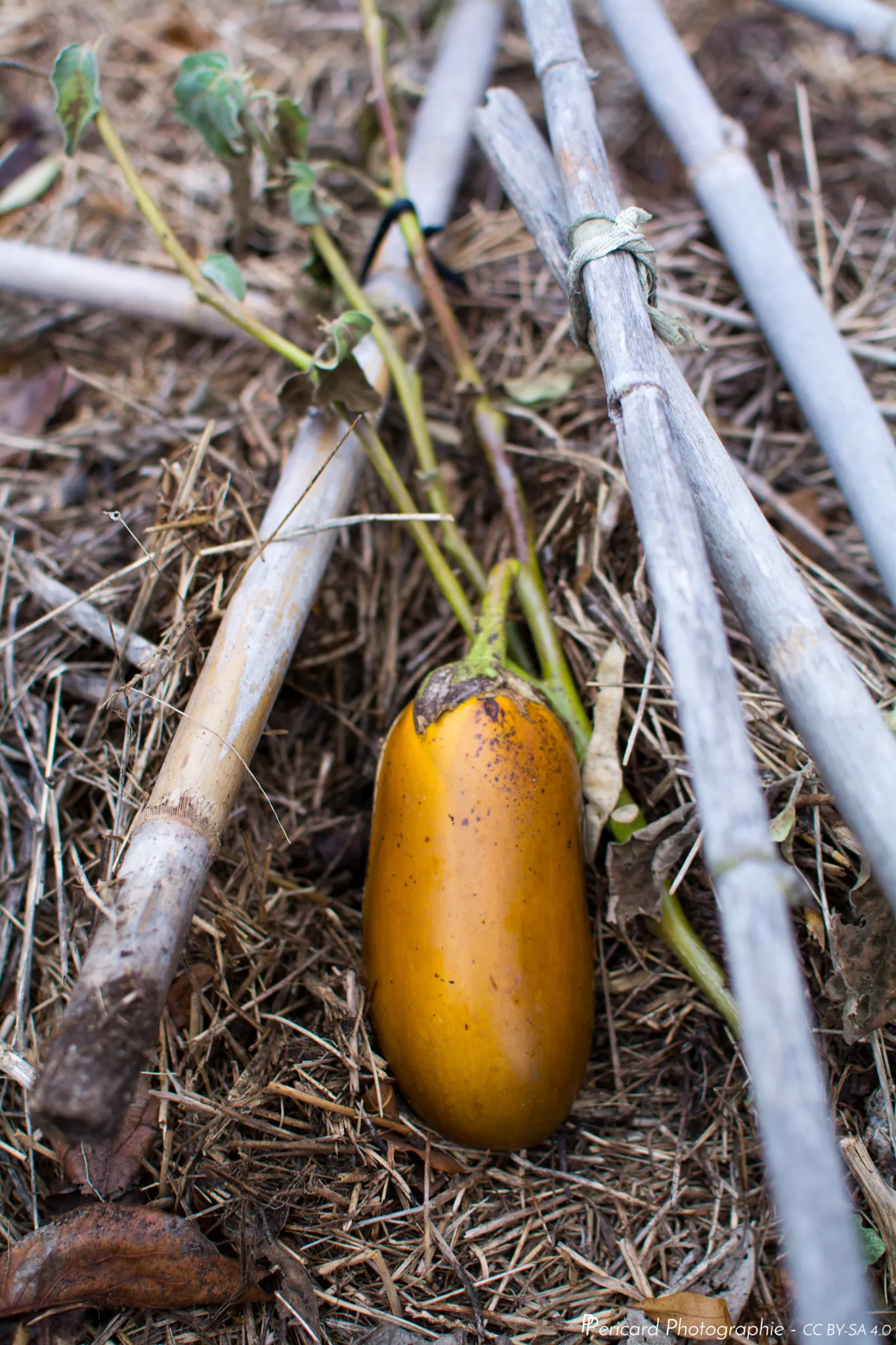 Photo showing: 500px provided description: Taken in our vegetable garden, a 25th of December, during the current warm winter. [#Grey ,#Golden ,#Garden ,#Vegetable ,#Eggplant]