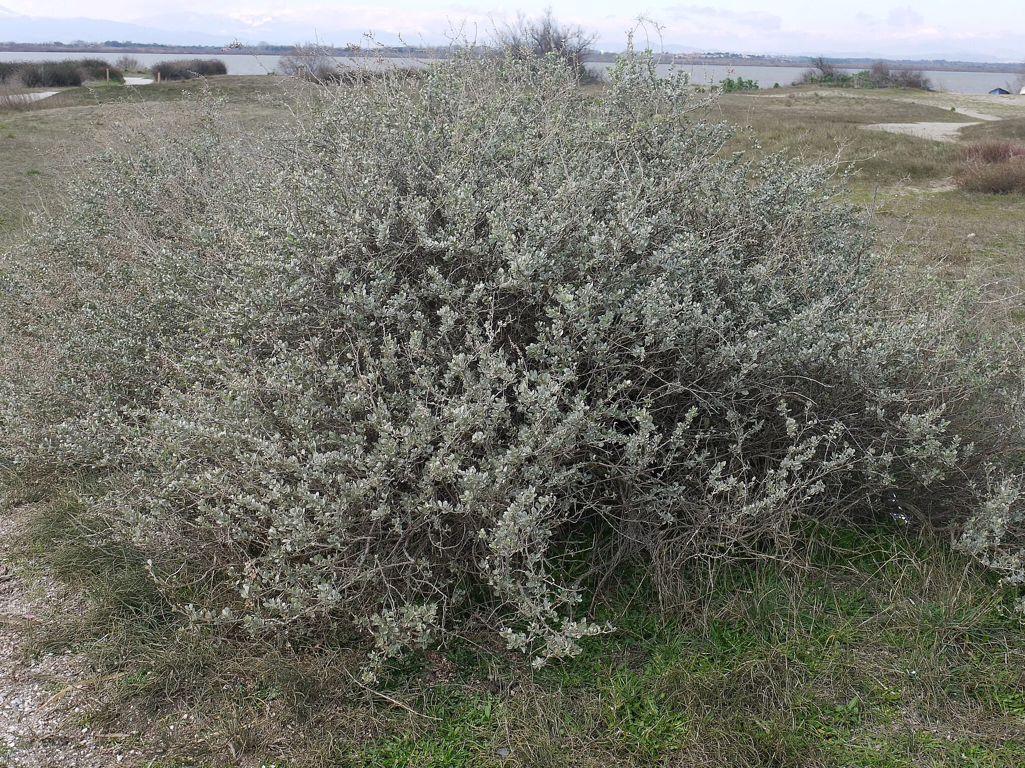 Photo showing: Arroche halime (Atriplex halimus) à l'étang de Canet-Saint-Nazaire en hiver.