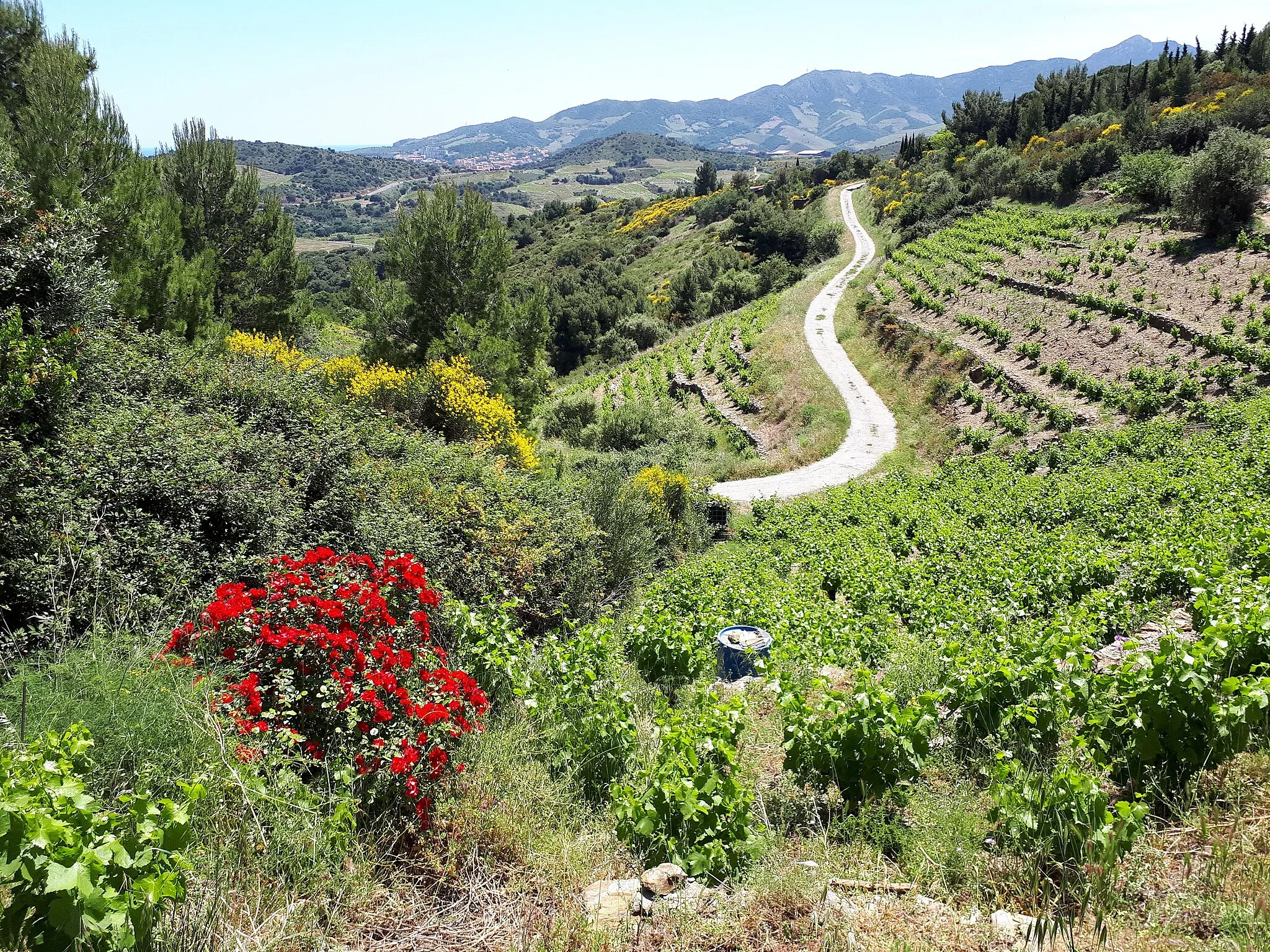 Photo showing: Vignoble près de Cosprons, commune de Port-Vendres, Pyrénées-Orientales, France. La viticulture est une activité économique importante sur la commune. Au loin: Banyuls-sur-Mer (à gauche) et Torre de Querroig (à droite, altitude 672m).