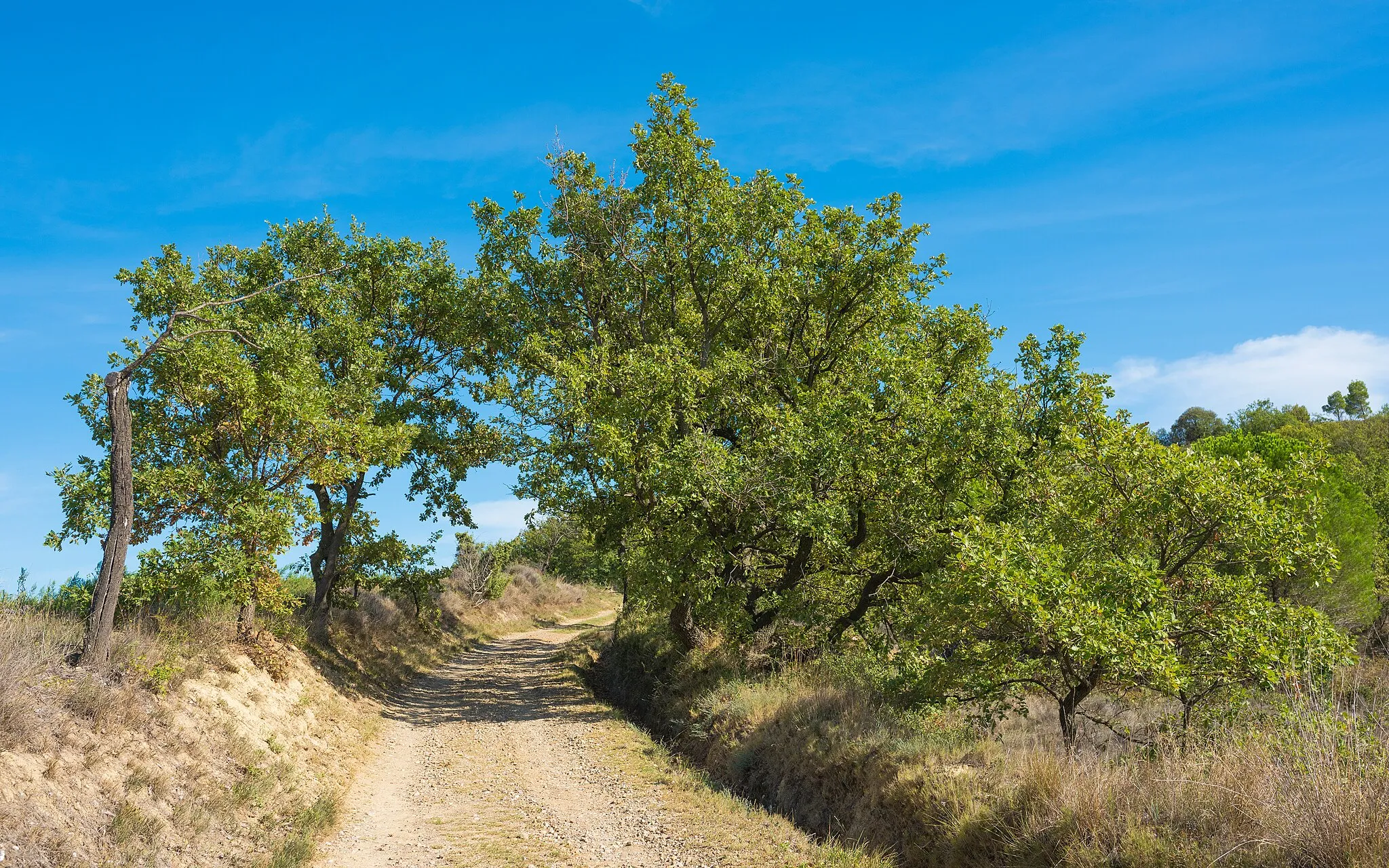 Photo showing: A trail in the commune of Murviel-lès-Béziers, Hérault, France.